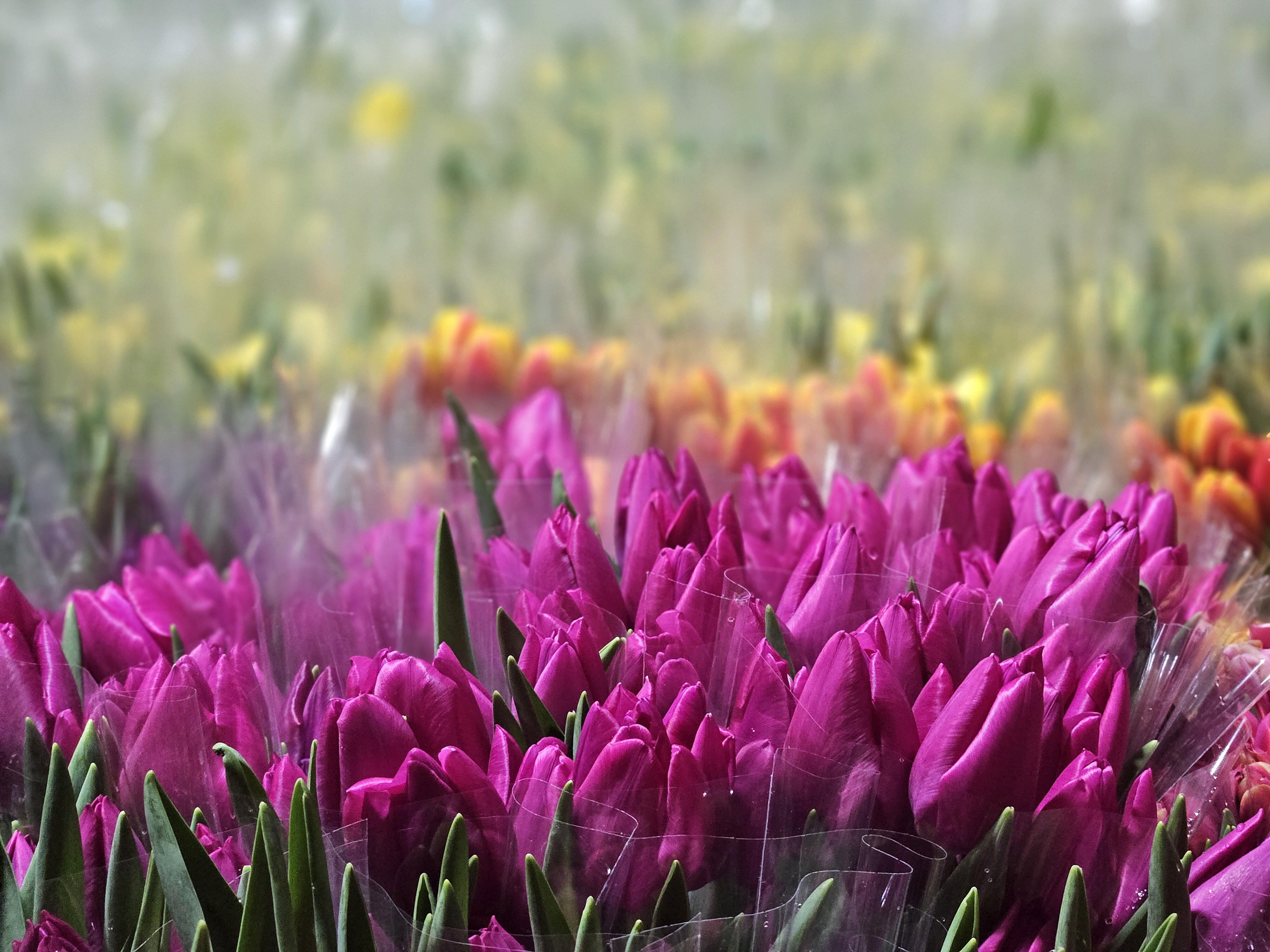Antalya Kadınlar Günü’ne Hazır (1)