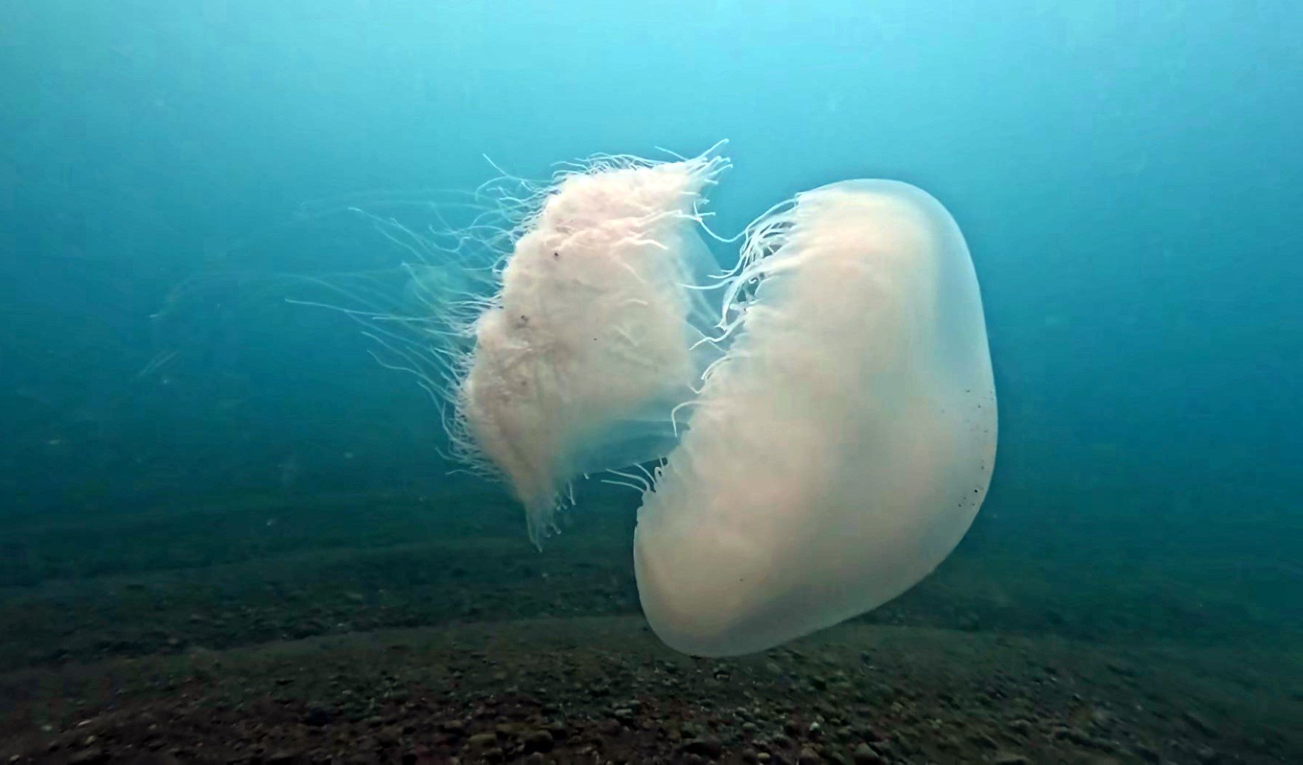 Antalya Sahillerinde Büyük Denizanaları Görüntülendi (3)