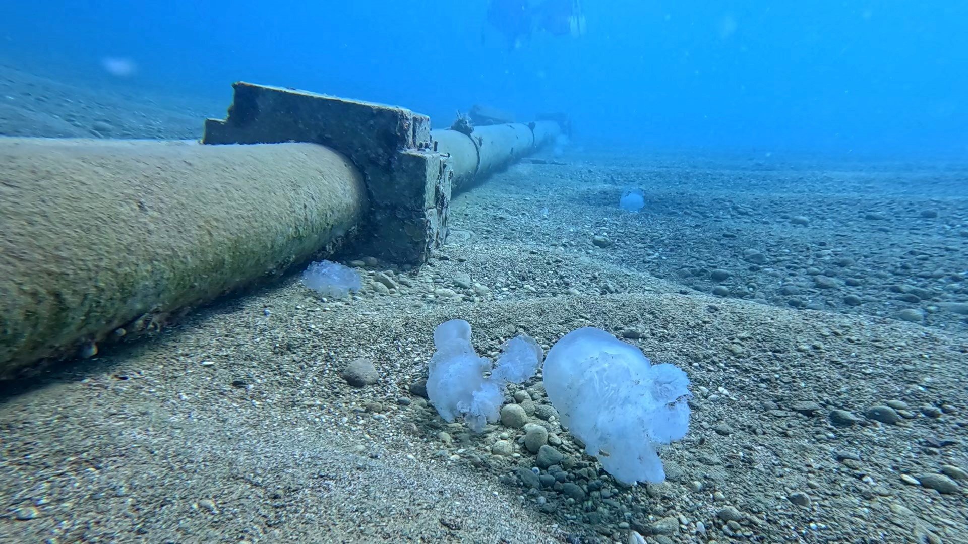 Antalya Sahillerinde Büyük Denizanaları Görüntülendi (4)