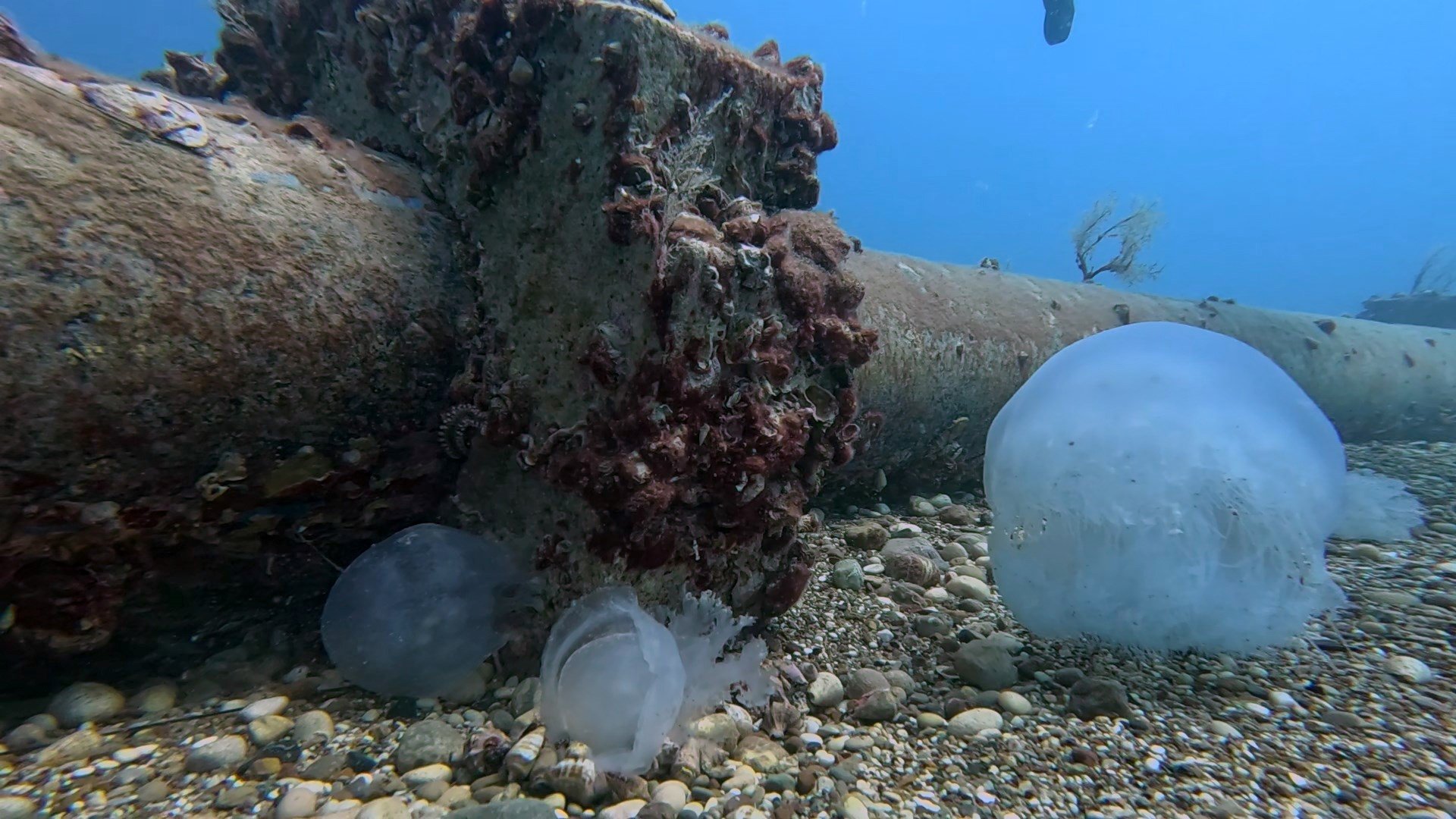 Antalya Sahillerinde Büyük Denizanaları Görüntülendi (5)