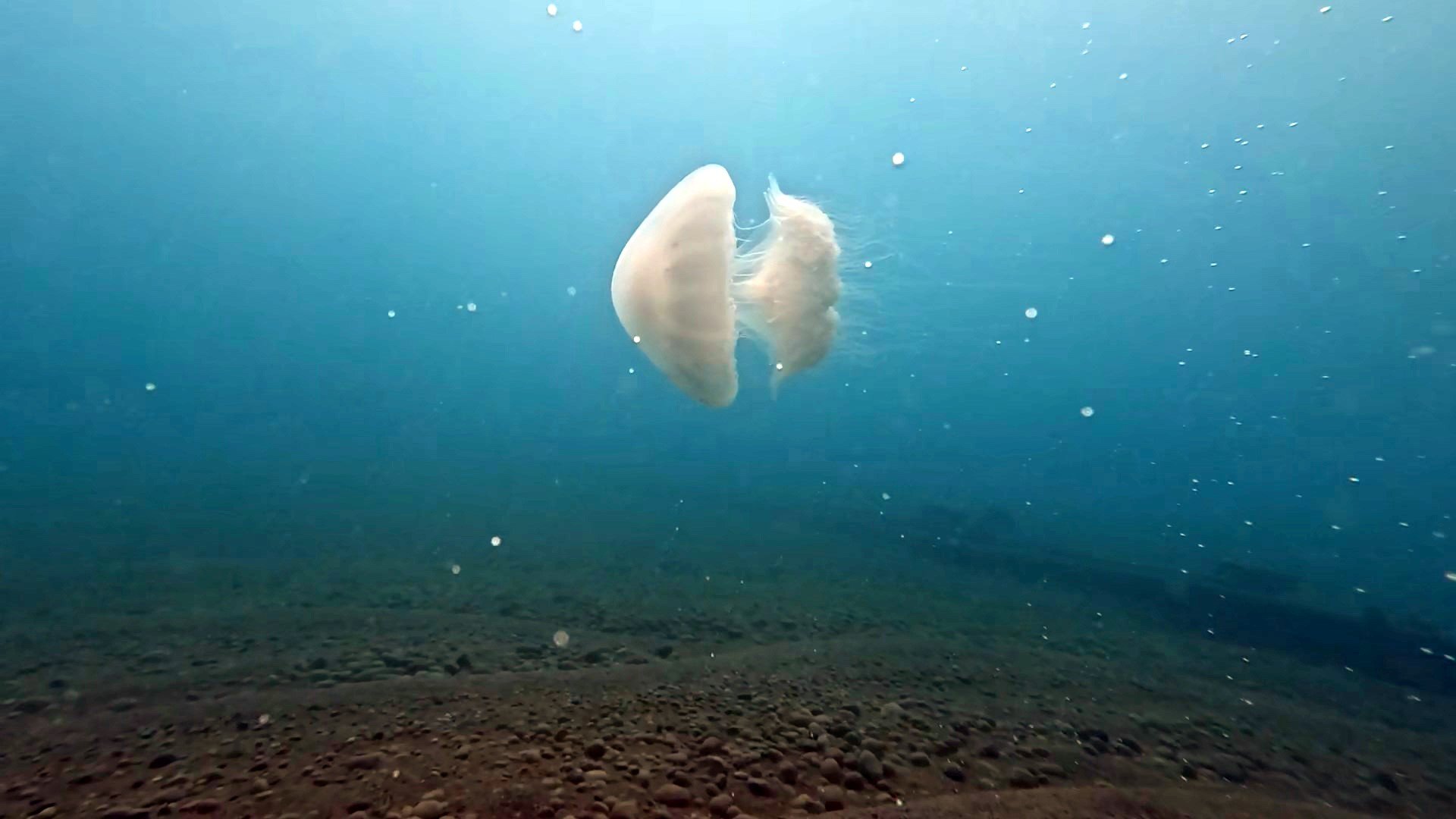 Antalya sahillerinde büyük denizanaları görüntülendi