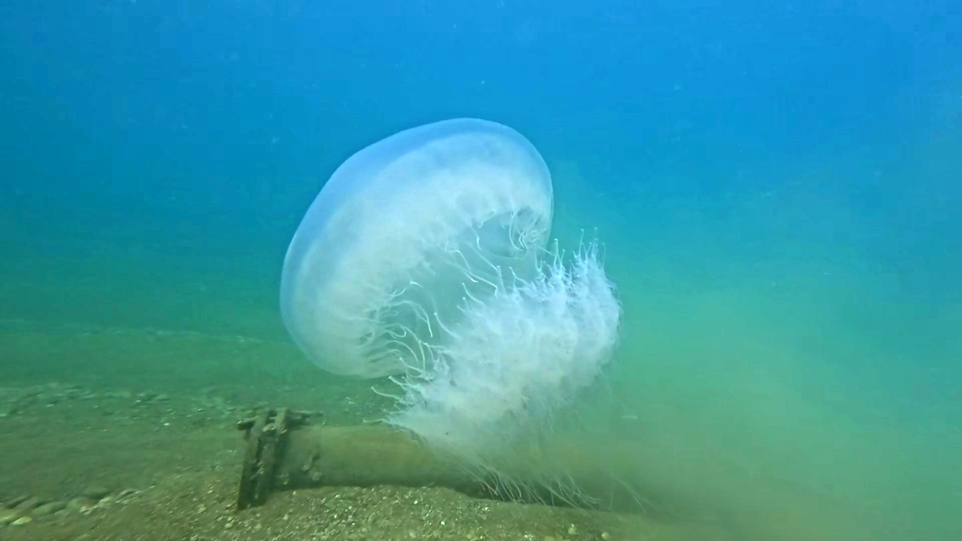 Antalya Sahillerinde Büyük Denizanaları Görüntülendi (7)