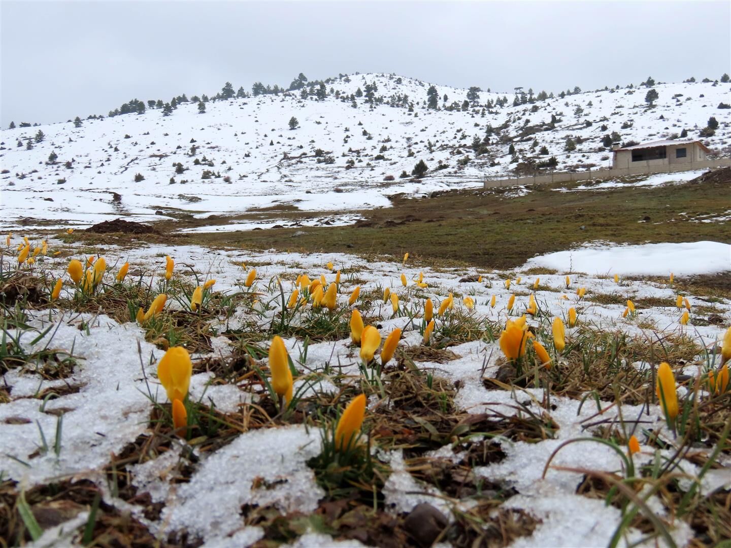 Antalya Yaylalarında Kartpostallık Görüntü Çiçekler Açtı (2) (Large)