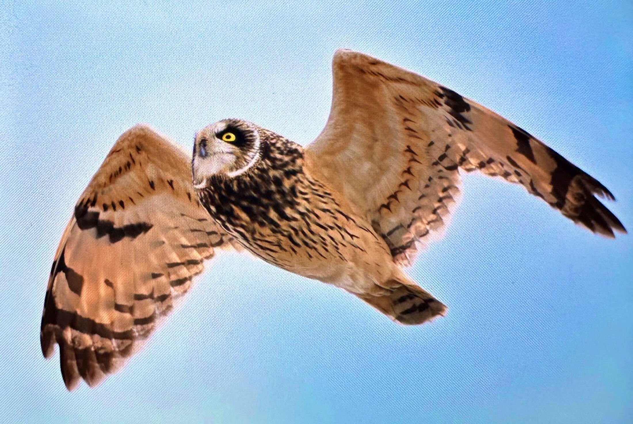 Antalya’da Bahar Göçü 3 Günde 103 Kuş Türü Görüntülendi (3)