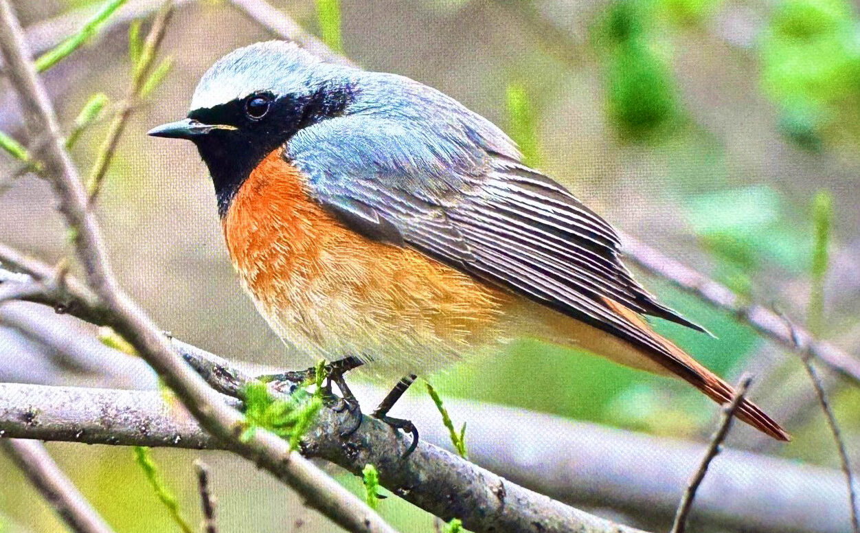 Antalya’da Bahar Göçü 3 Günde 103 Kuş Türü Görüntülendi (5)