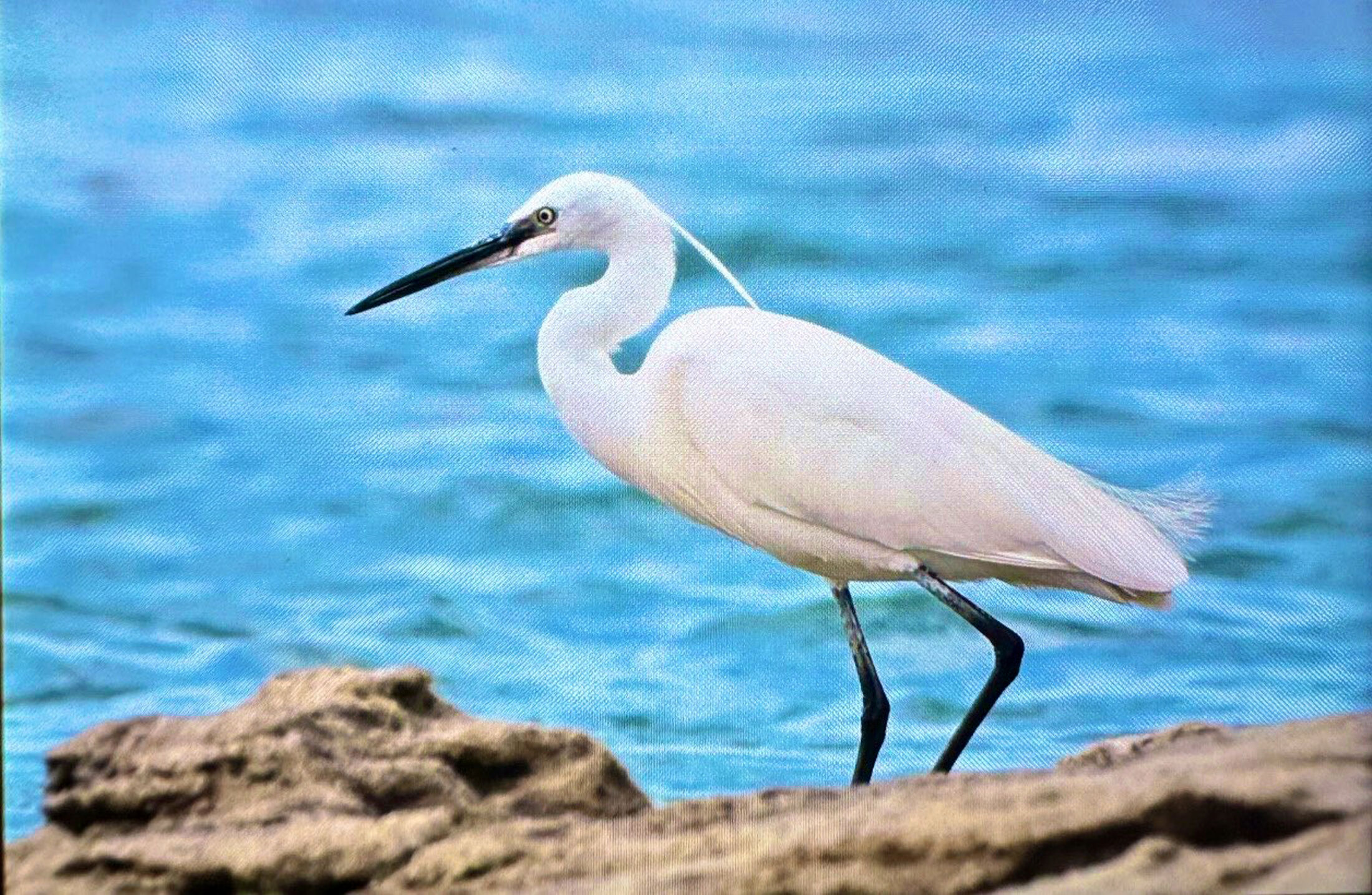 Antalya’da Bahar Göçü 3 Günde 103 Kuş Türü Görüntülendi (6)