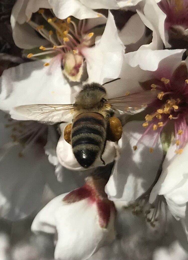 Antalya'da Baharın Ilk Çiçekleri Açtı (2)