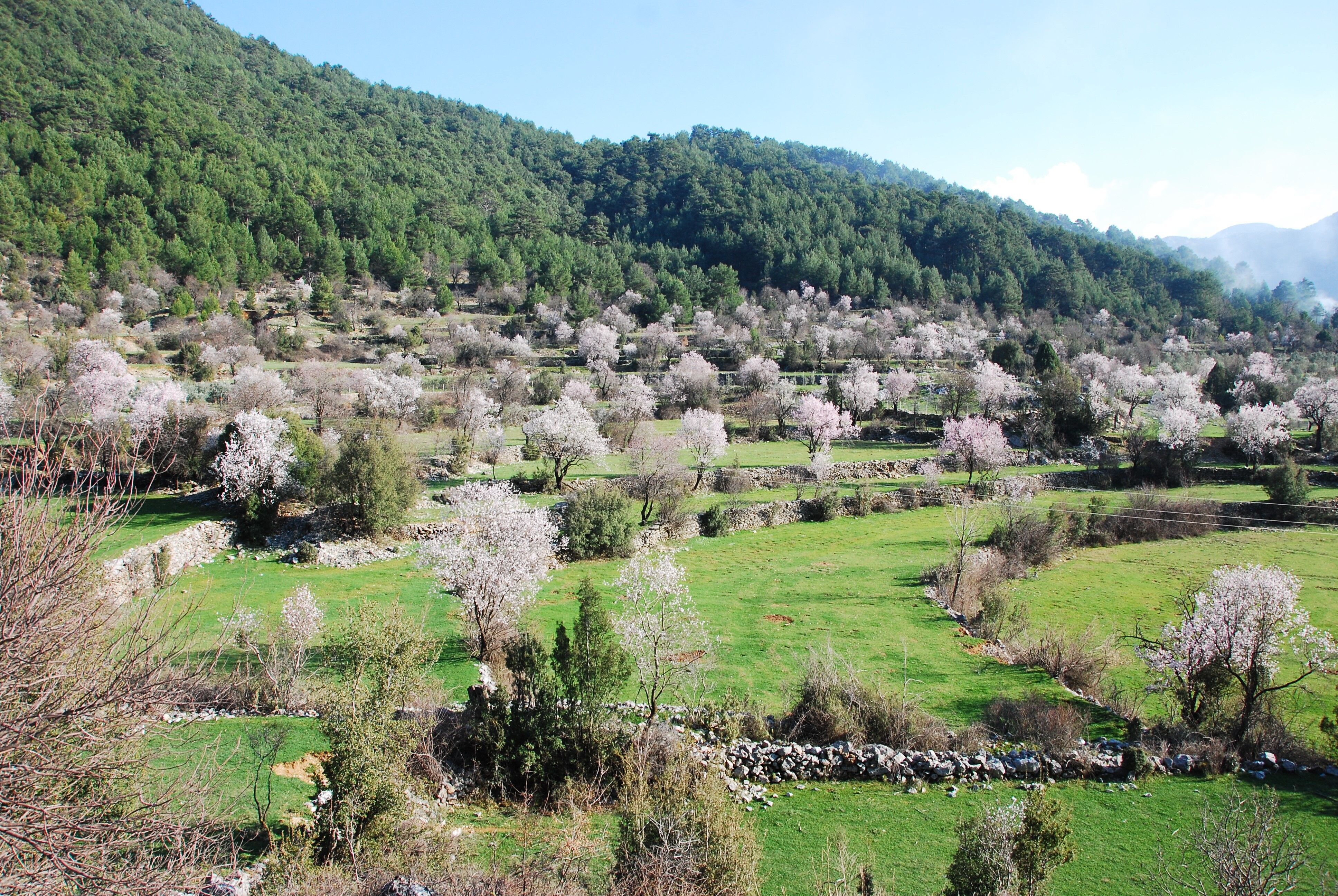 Antalya'da Baharın Ilk Çiçekleri Açtı (4)