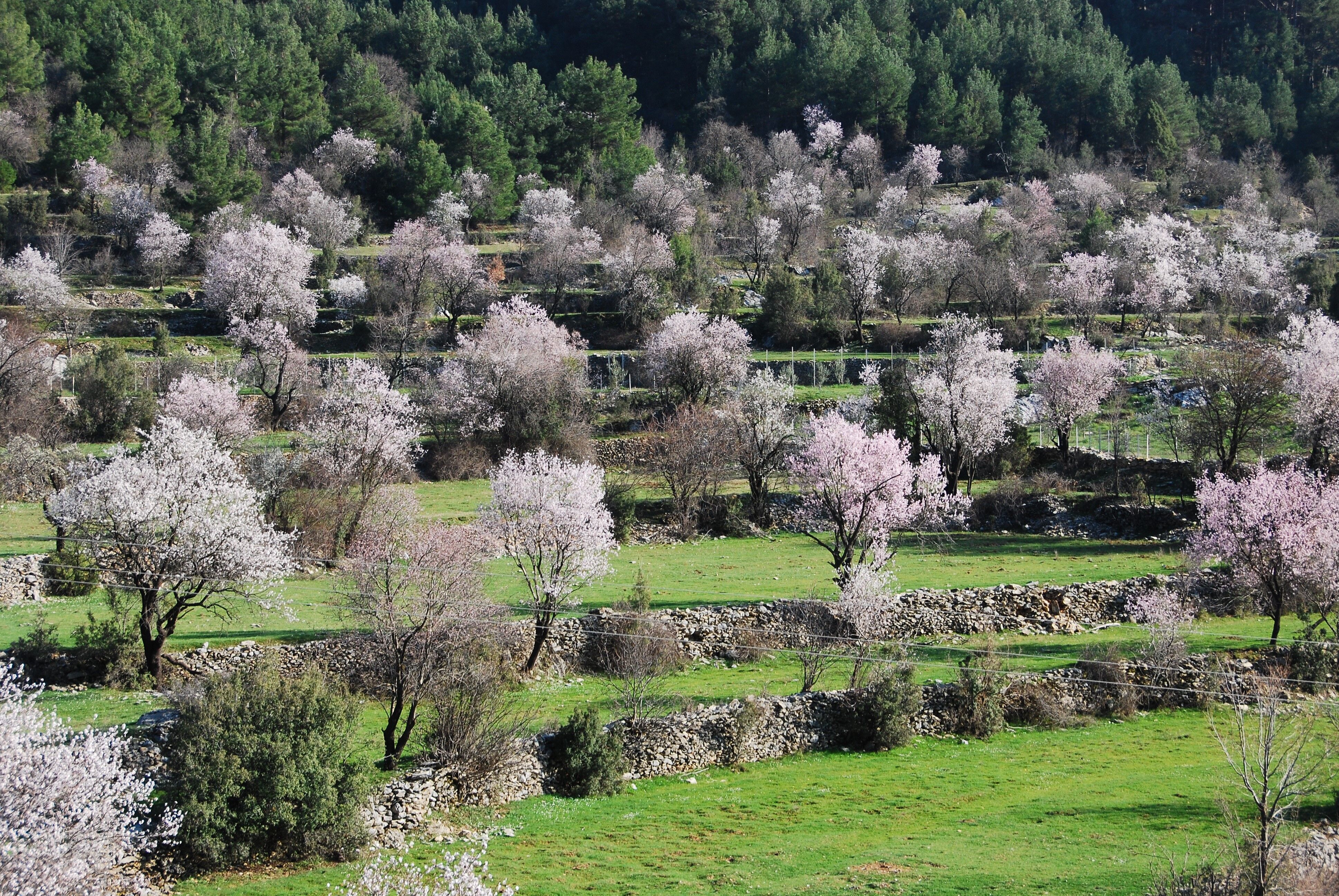 Antalya'da Baharın Ilk Çiçekleri Açtı (5)