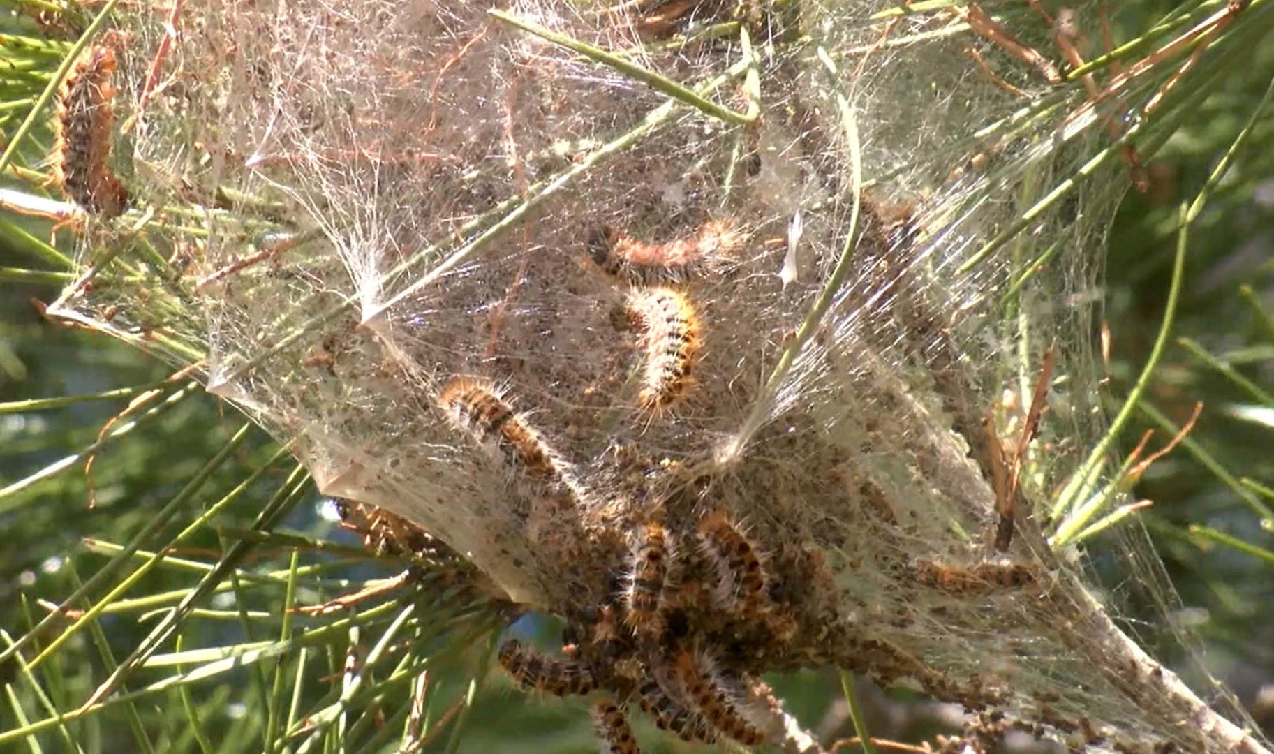 Antalya’da Sessiz Tehlike! Akdeniz Üniversitesi’nden Kritik Uyarı (3) (Large)