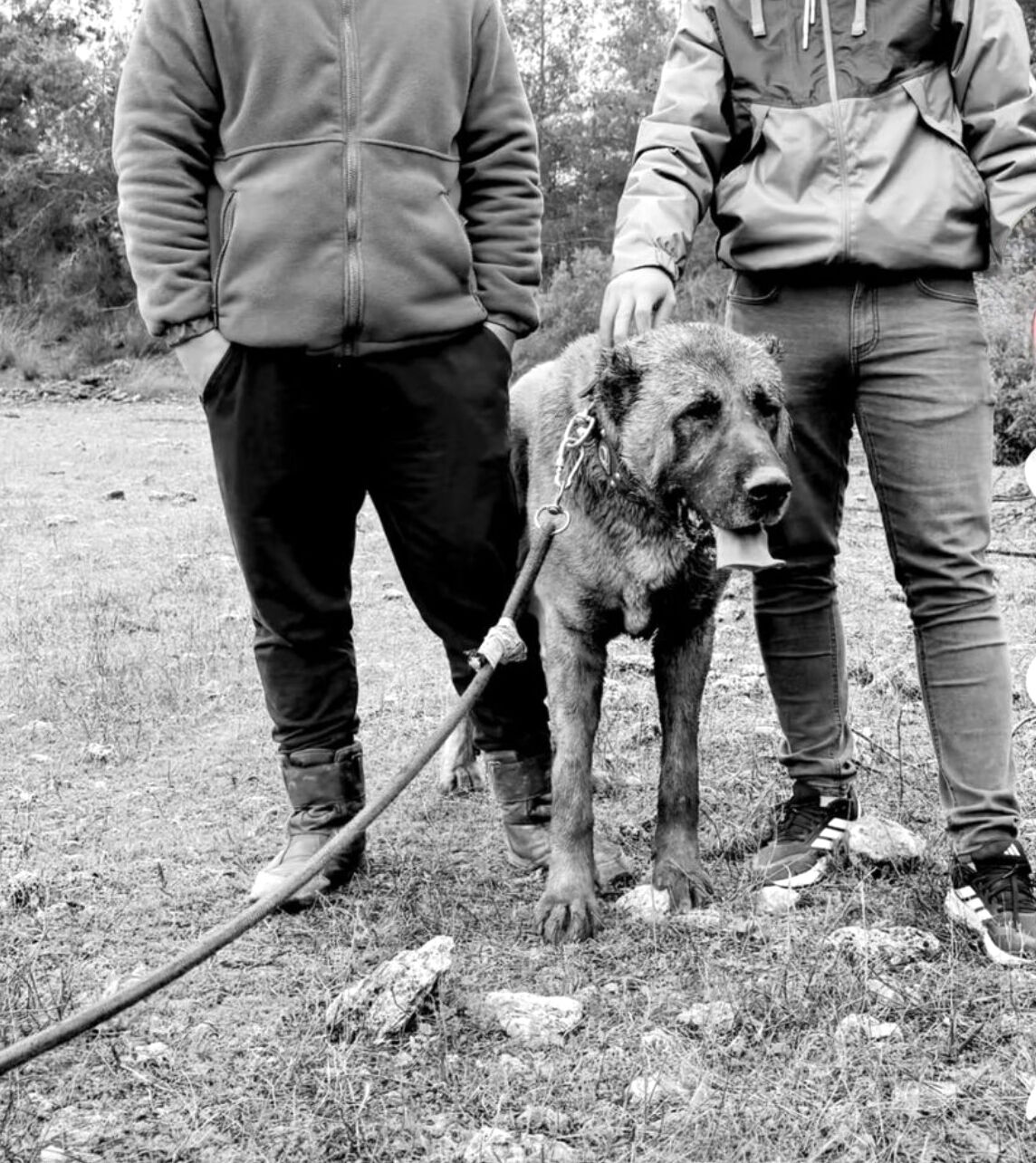 Antalya’da Vahşet! Kulaklarını Kesip 40 Bin Liraya Satıyorlar (1)