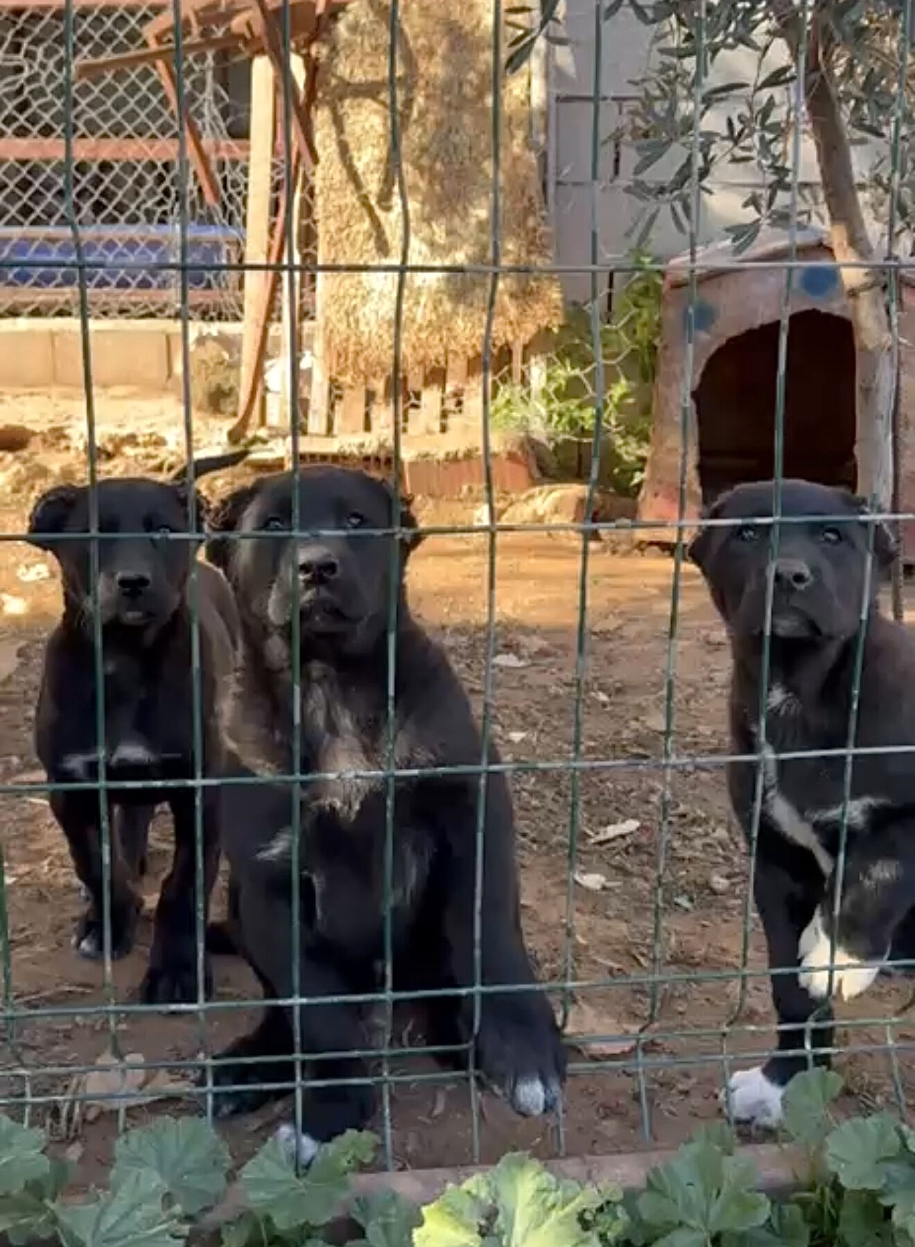 Antalya’da Vahşet! Kulaklarını Kesip 40 Bin Liraya Satıyorlar (2)