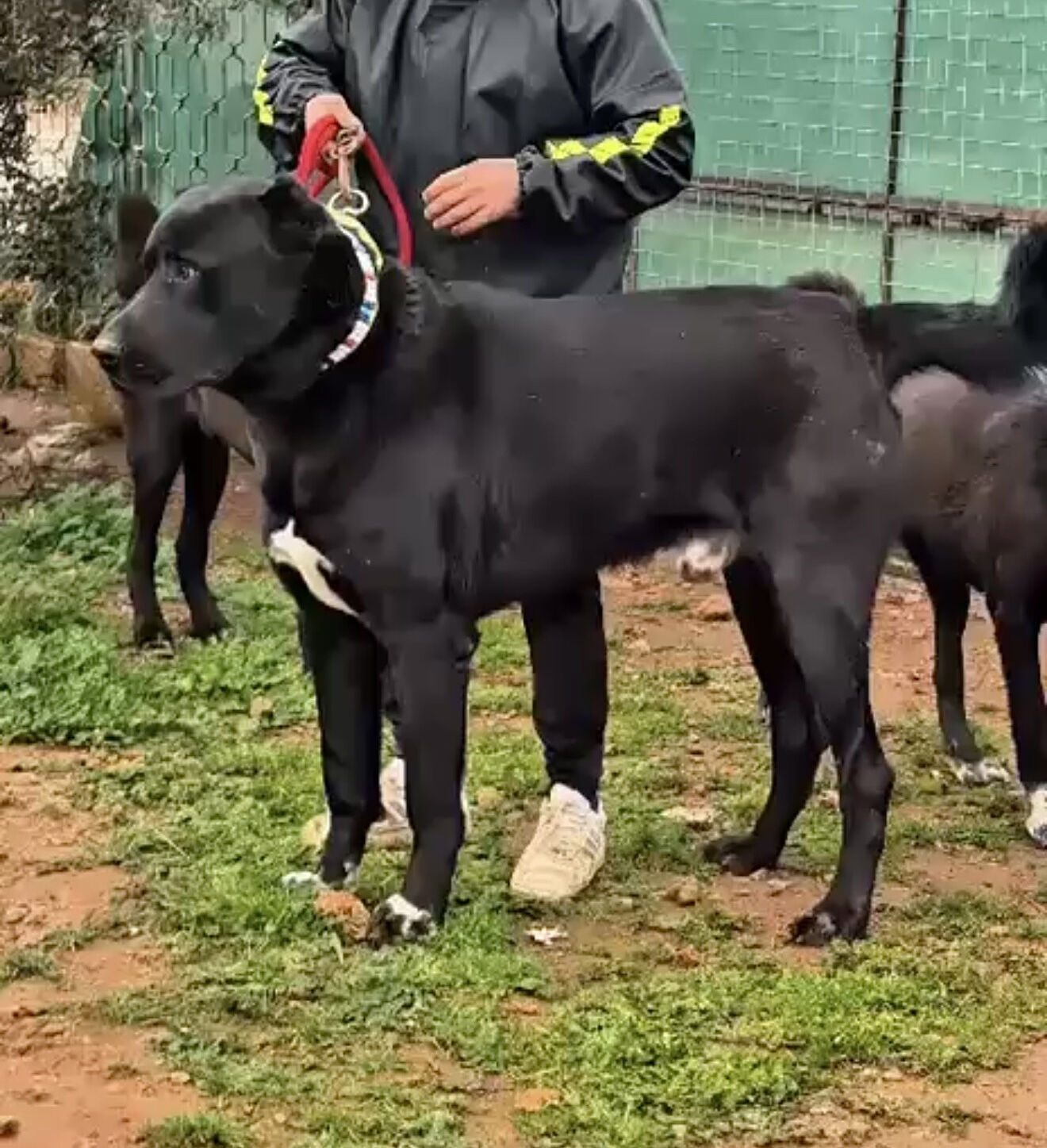 Antalya’da Vahşet! Kulaklarını Kesip 40 Bin Liraya Satıyorlar (3)