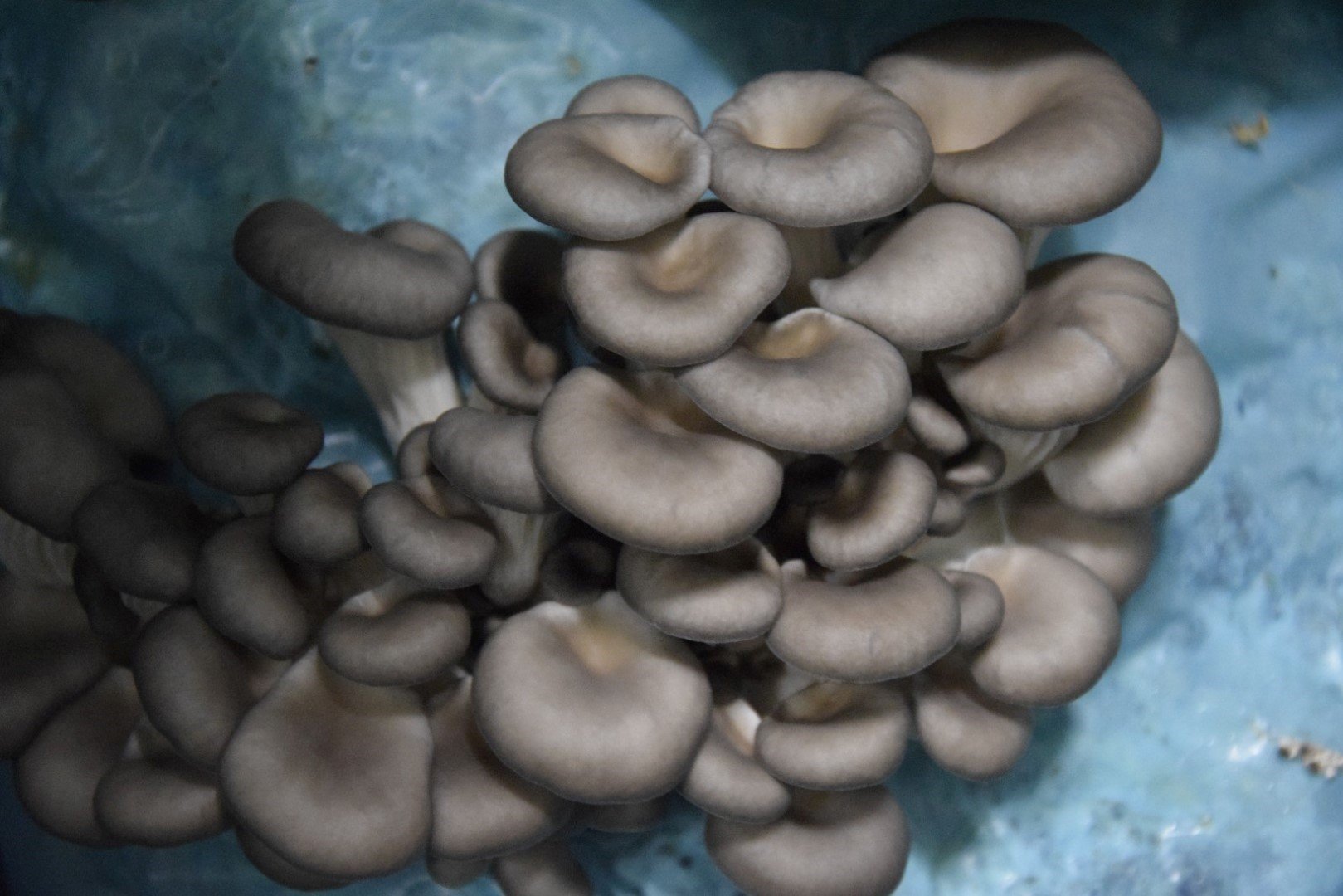 Antalya’daki Avukatın Girişimi Üretime Yeni Soluk Getirdi (11)