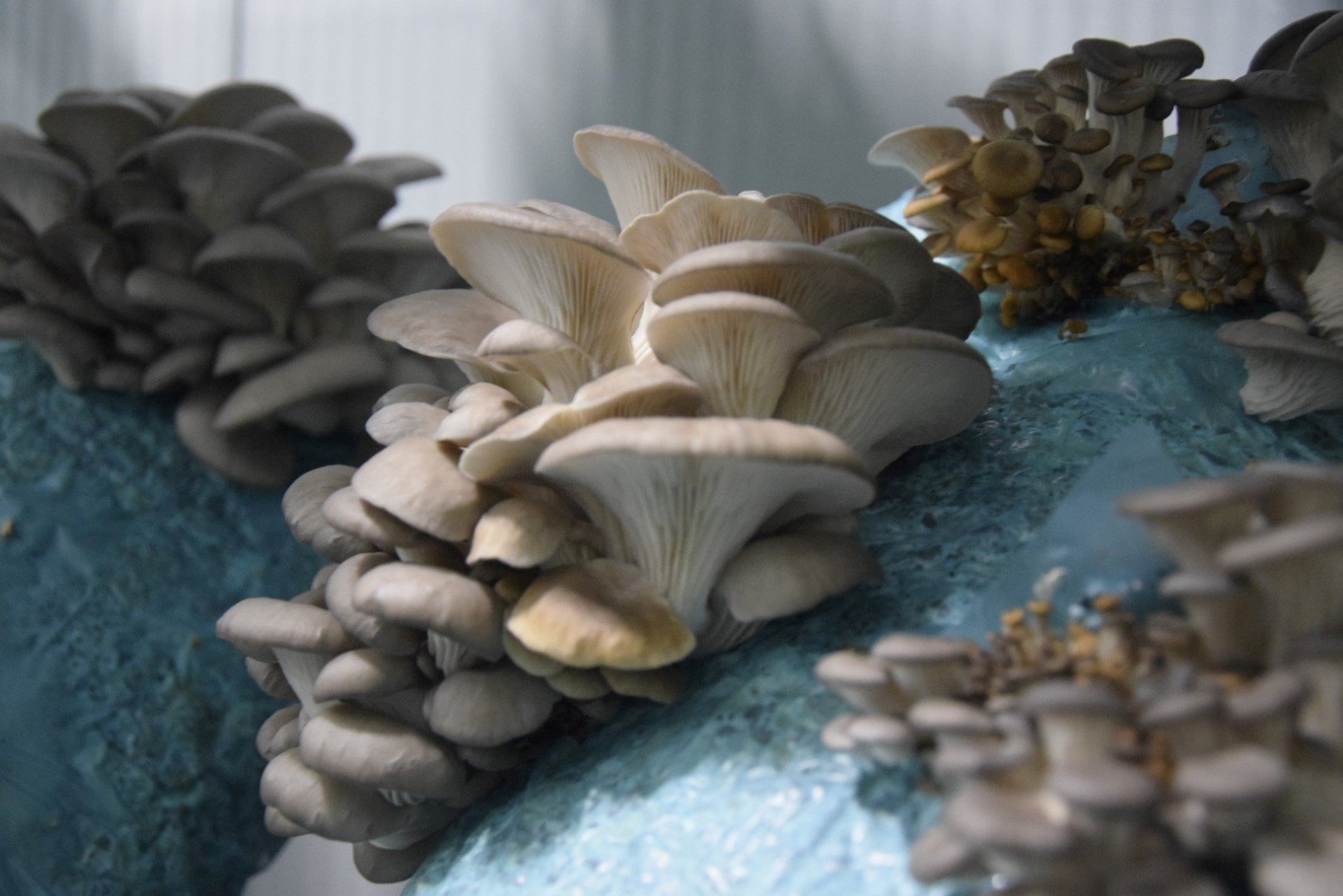 Antalya’daki Avukatın Girişimi Üretime Yeni Soluk Getirdi (6)