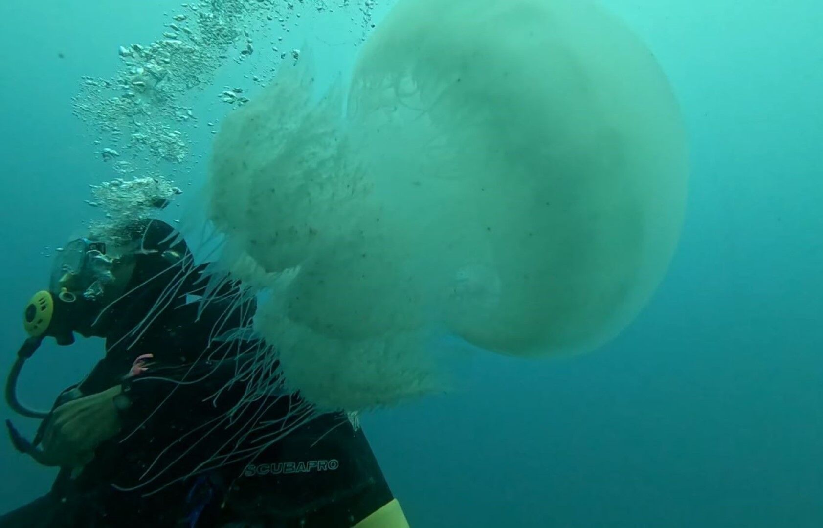 Antalya’daki Balıkçıların Kabusu Oldu (4)