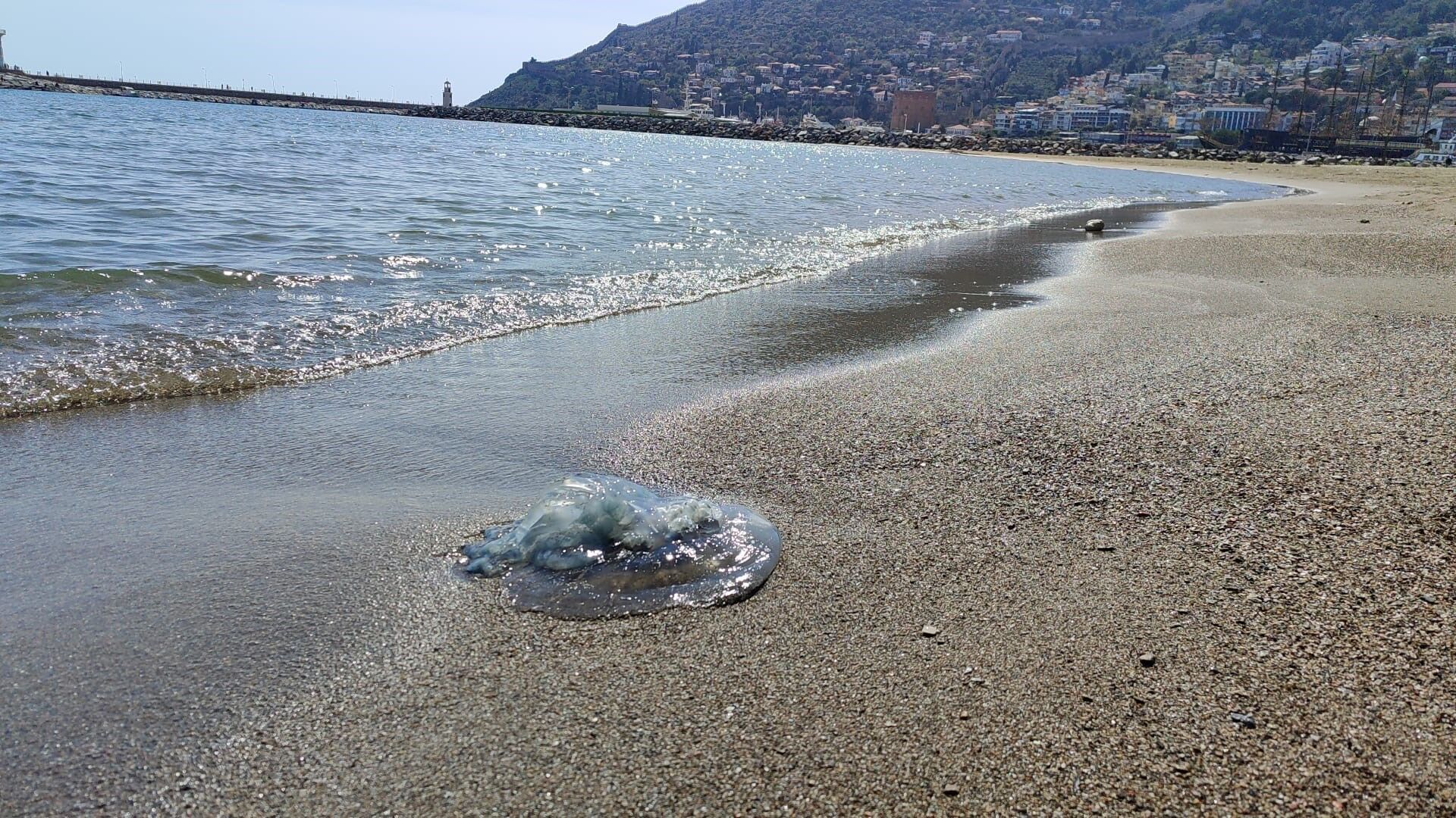 Antalya’daki Balıkçıların Kabusu Oldu (8)