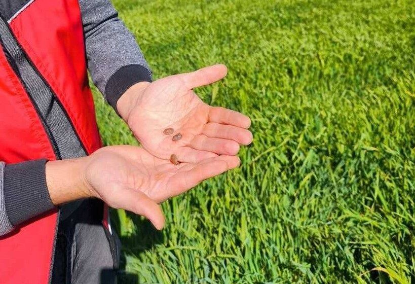 Antalya’daki Hububat Kabusuna Sıkı Denetim (1)