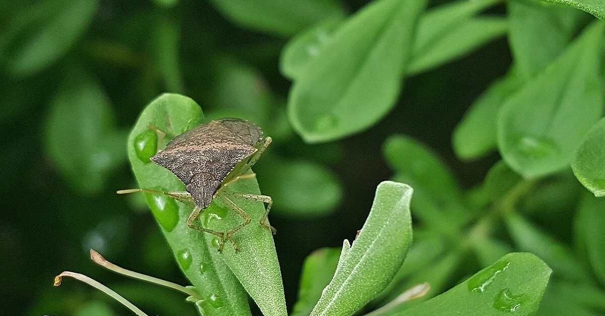 Antalya’daki Hububat Kabusuna Sıkı Denetim (2)