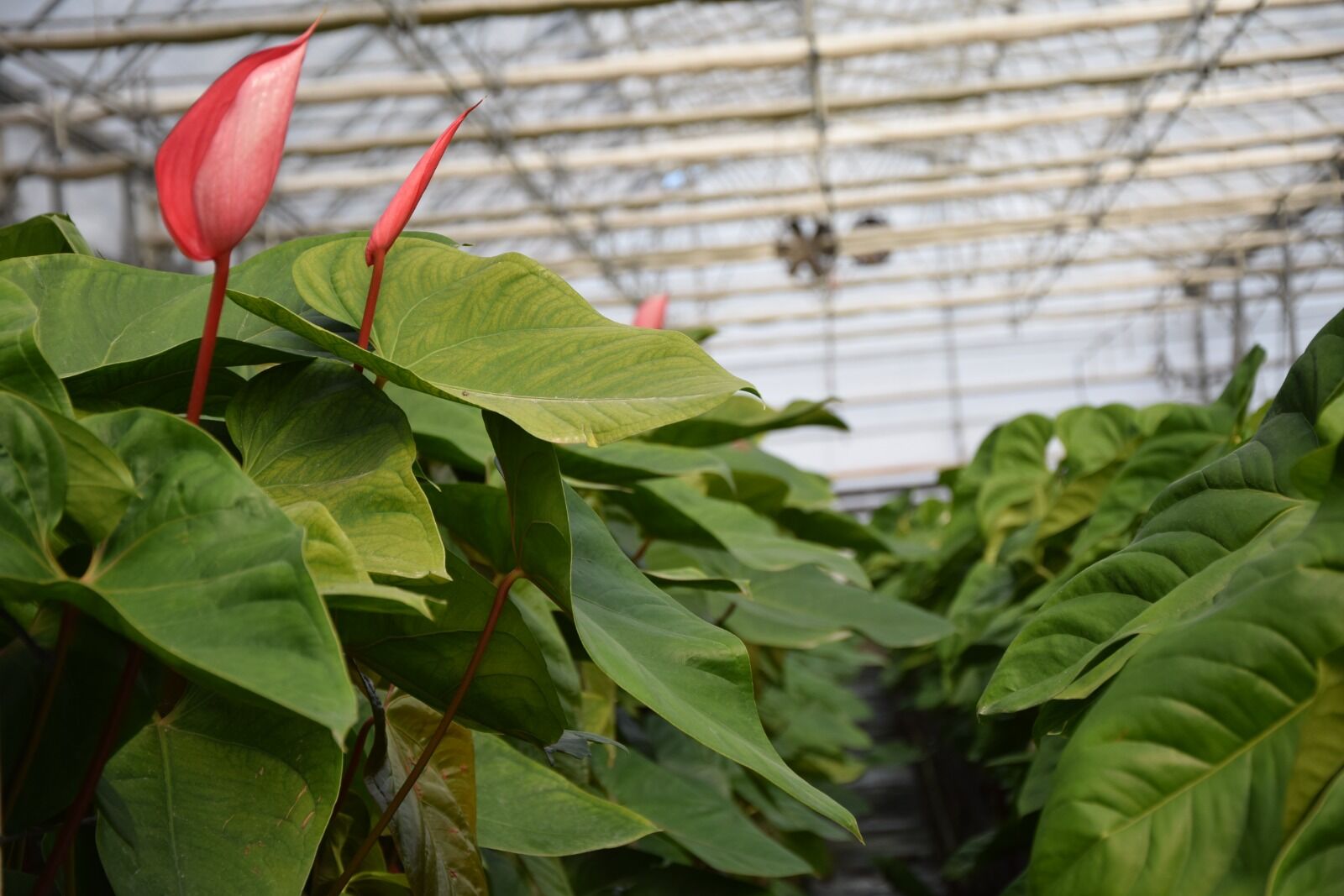 Artan Maliyetler Üreticiyi Yol Ayrımına Getirdi! İthal Etmek, Artık Üretmekten Daha Kazançlı (1)-1