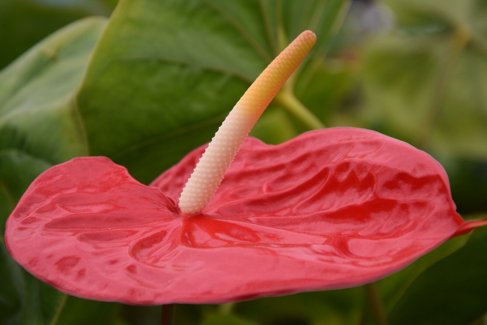 Artan Maliyetler Üreticiyi Yol Ayrımına Getirdi! İthal Etmek, Artık Üretmekten Daha Kazançlı (3)