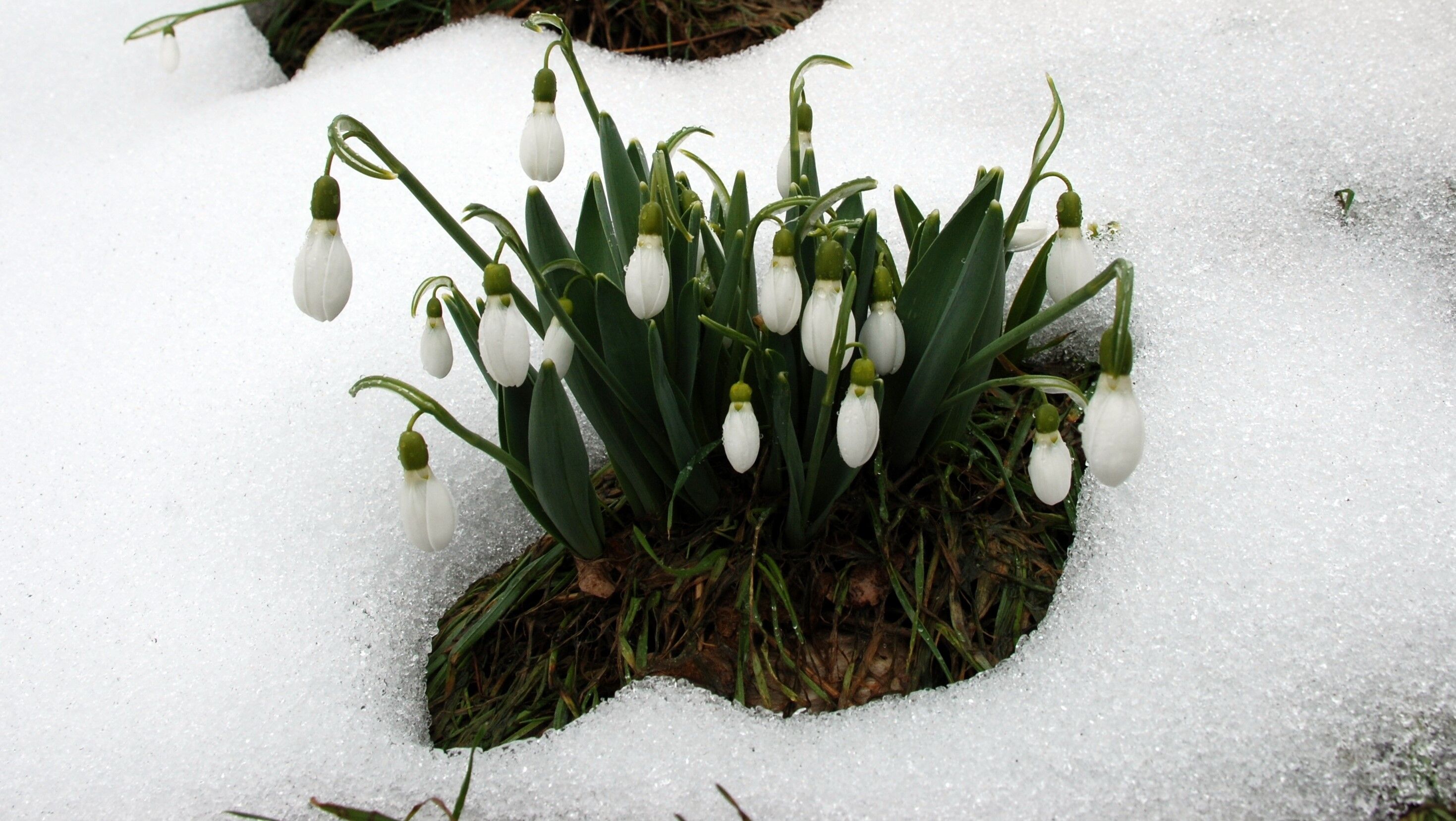 Bakanlık Izin Verdi Toroslarda Ihracat Başladı (2)