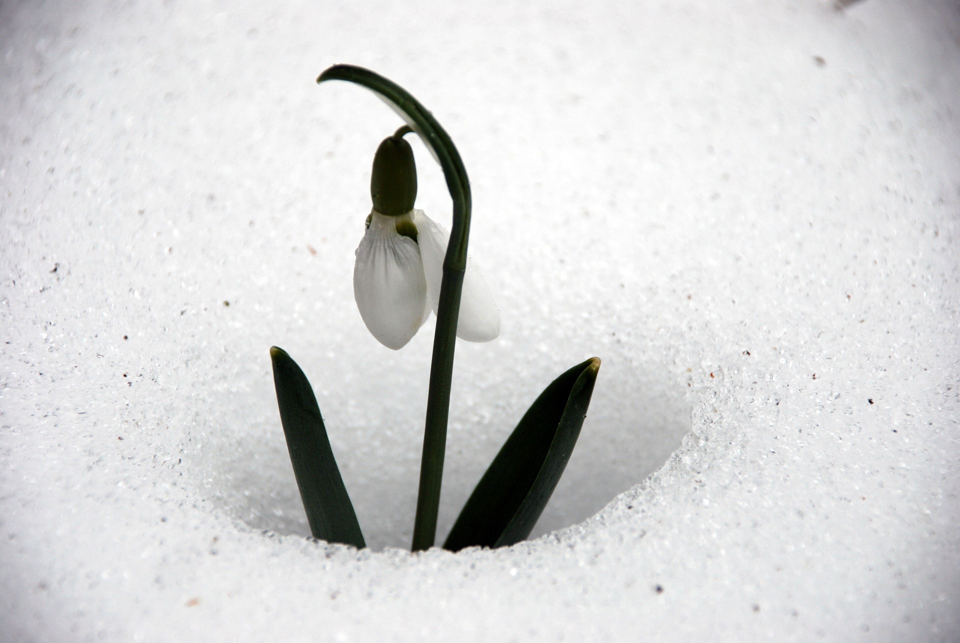 Bakanlık Izin Verdi Toroslarda Ihracat Başladı (4)