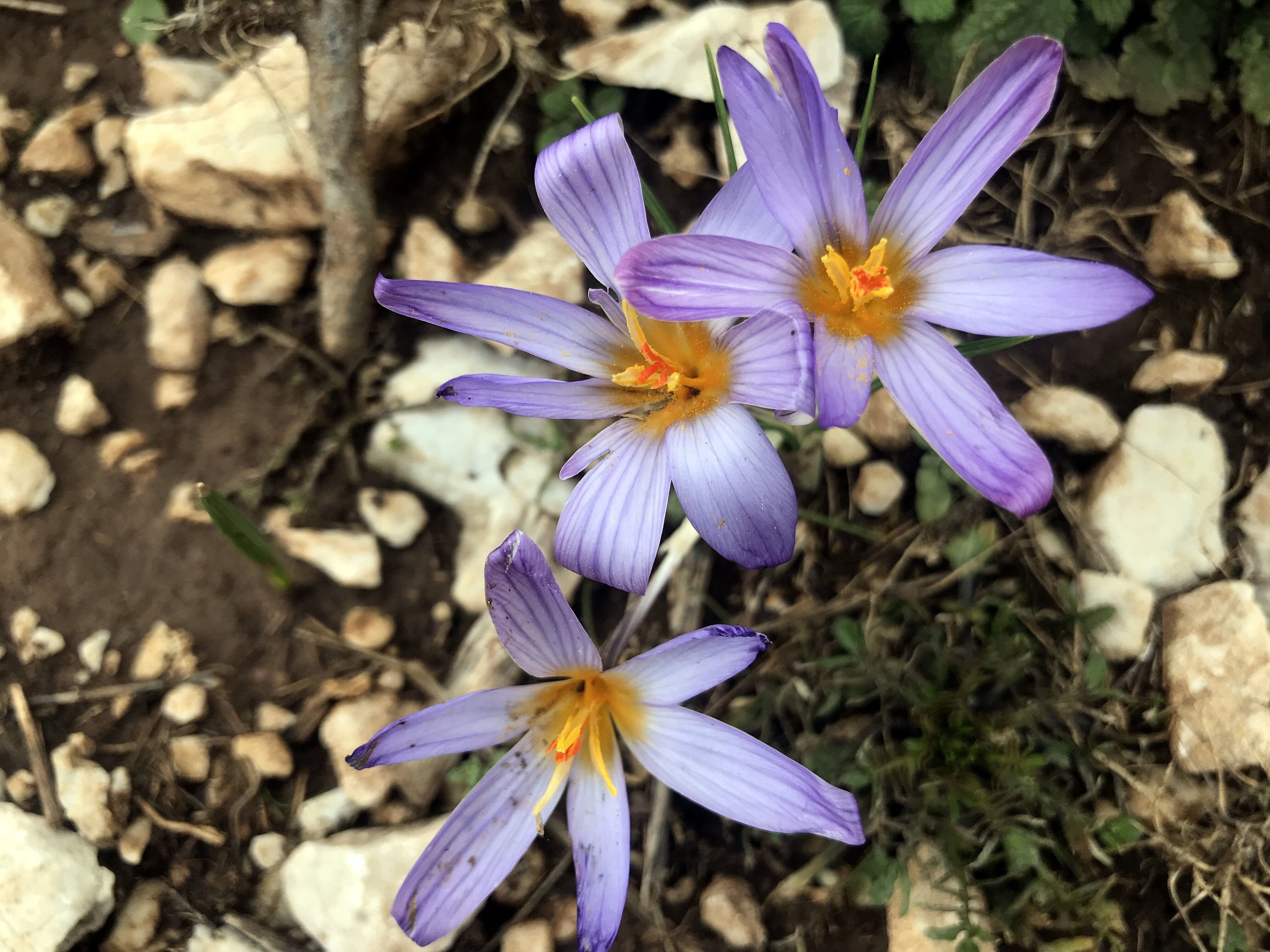 Bakanlık Izin Verdi Toroslarda Ihracat Başladı (5)