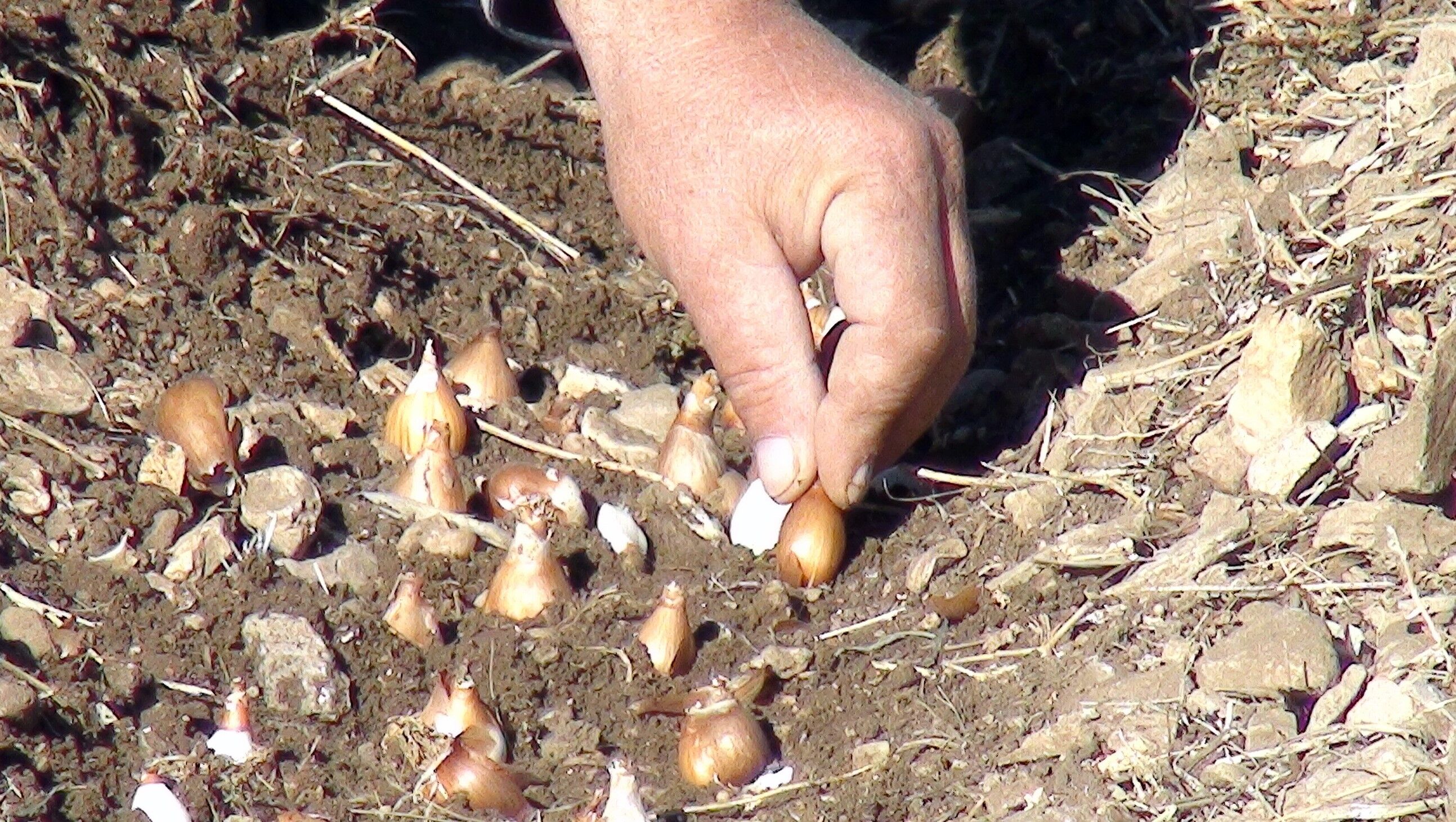 Bakanlık Izin Verdi Toroslarda Ihracat Başladı (6)