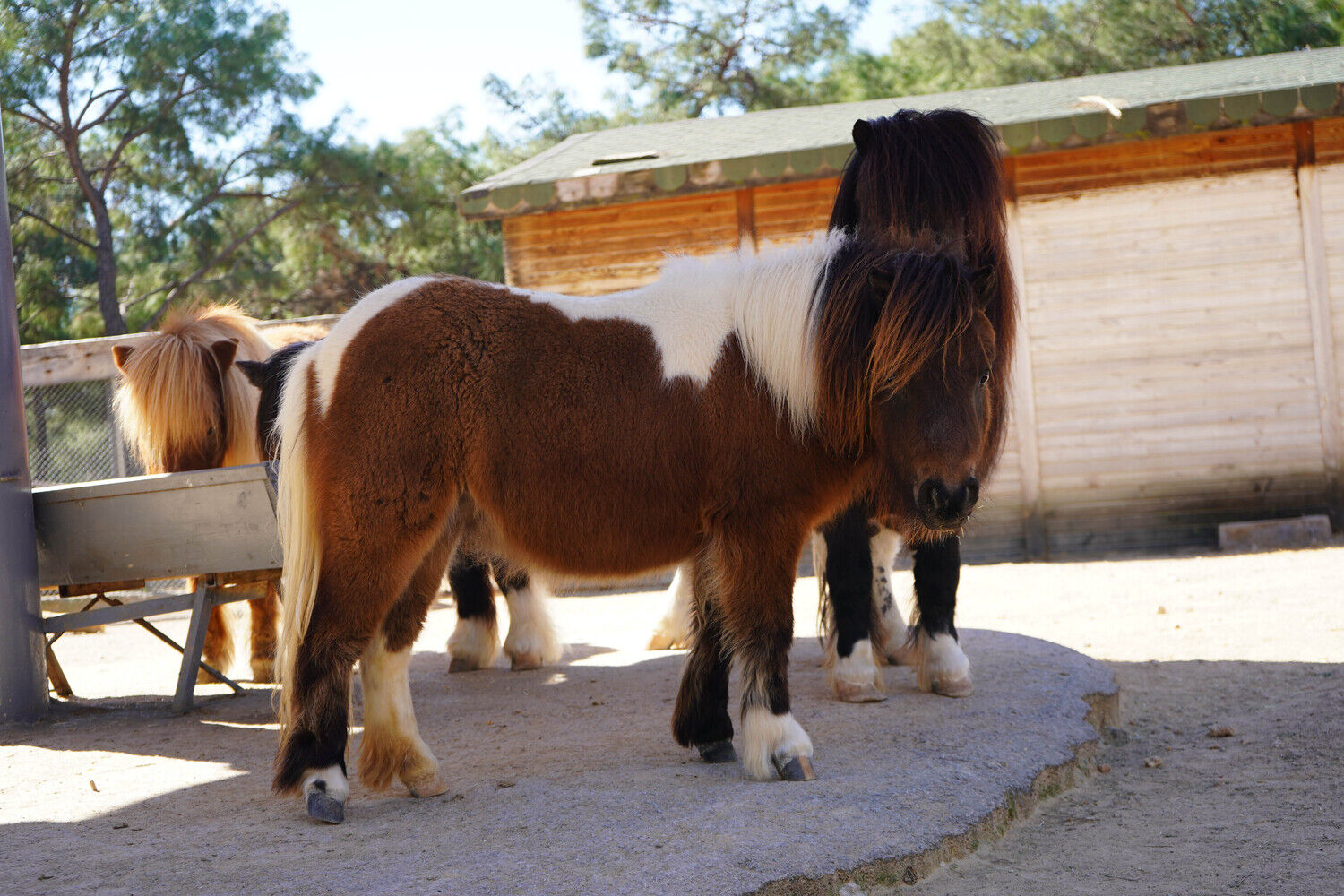 Bayramda Doğan Midilli 'Şeker' Antalya’nın Neşesi Oldu (3)