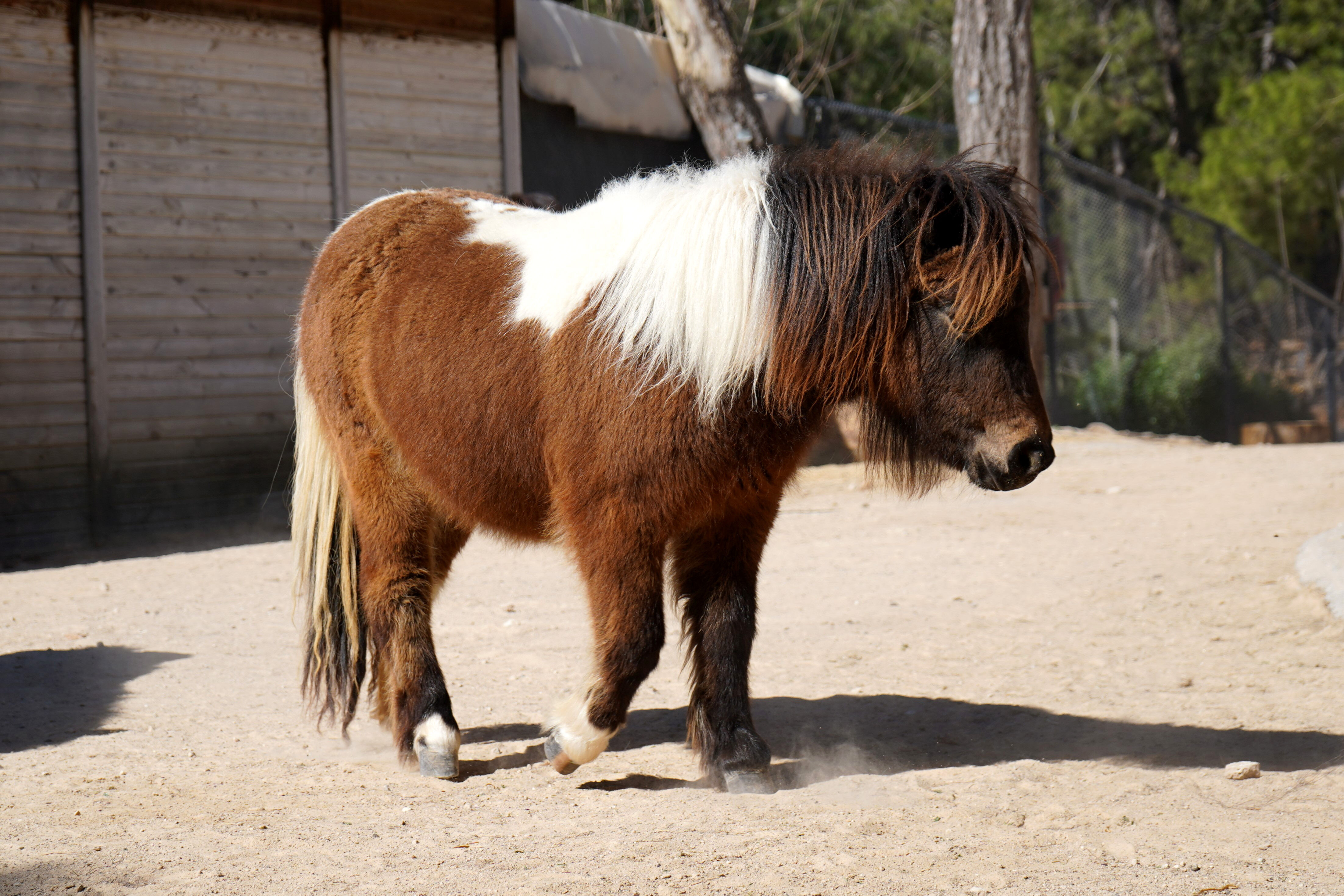 Bayramda Doğan Midilli 'Şeker' Antalya’nın Neşesi Oldu (6)