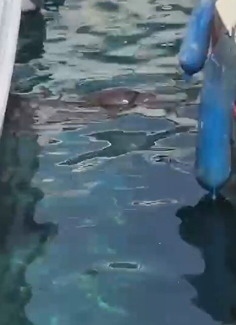 Bodrumda Fok Goruldu (1)