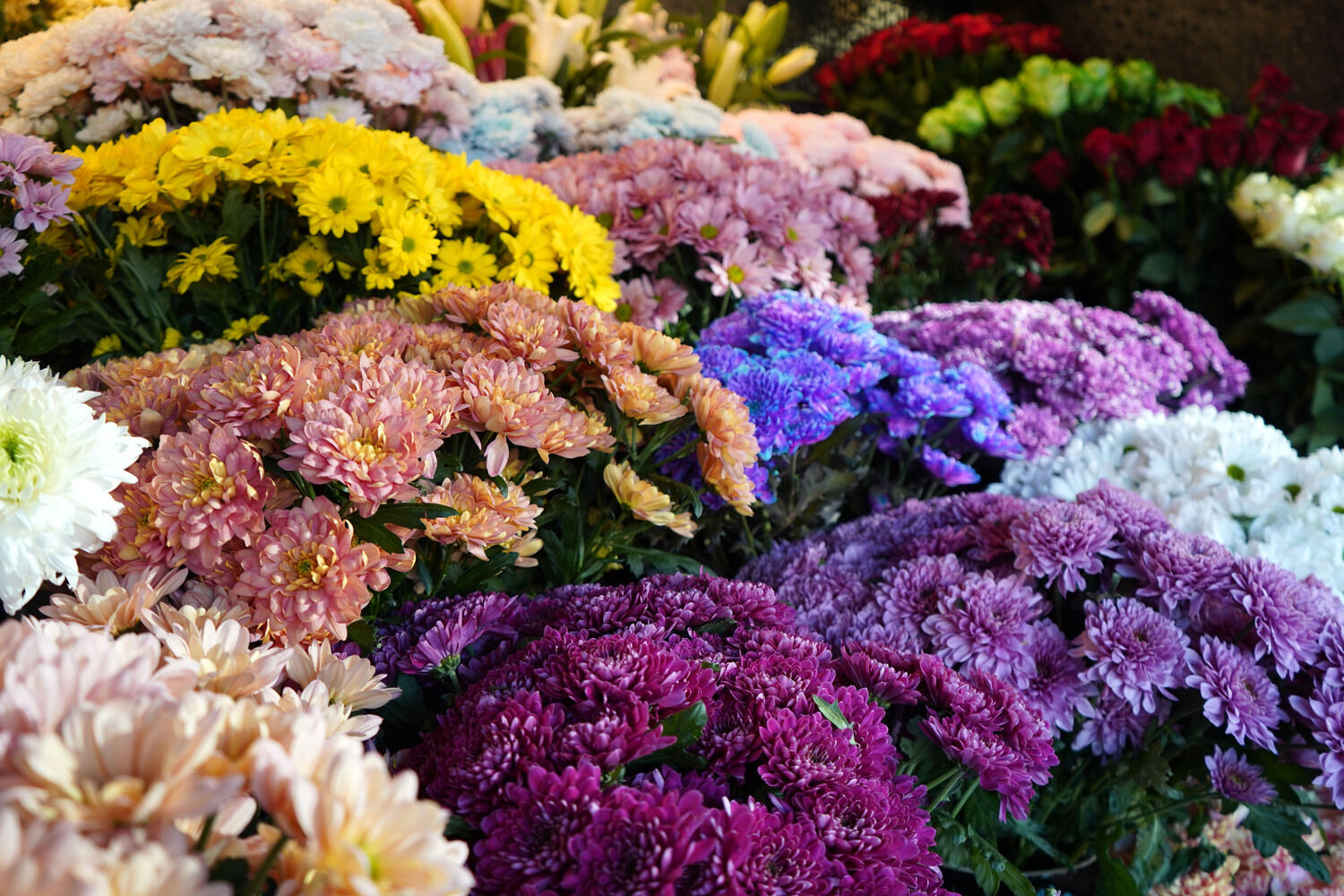 Kadınlar Bugünde Erkeklerden Değil Hemcinslerinden Çiçek Alıyor (1)