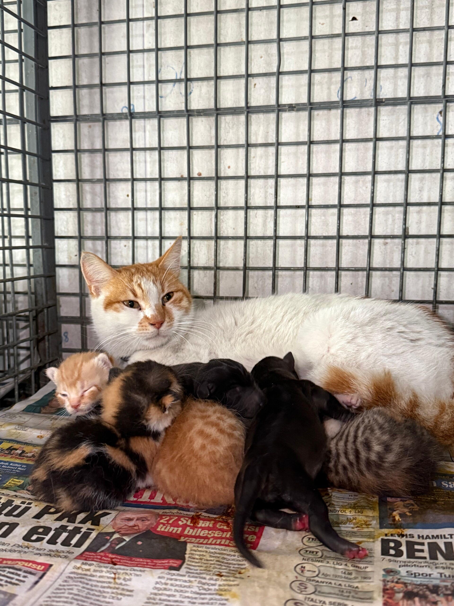 Kediden Hayat Dersi Annesiz Kopeklere Annelik Yapiyor (1)
