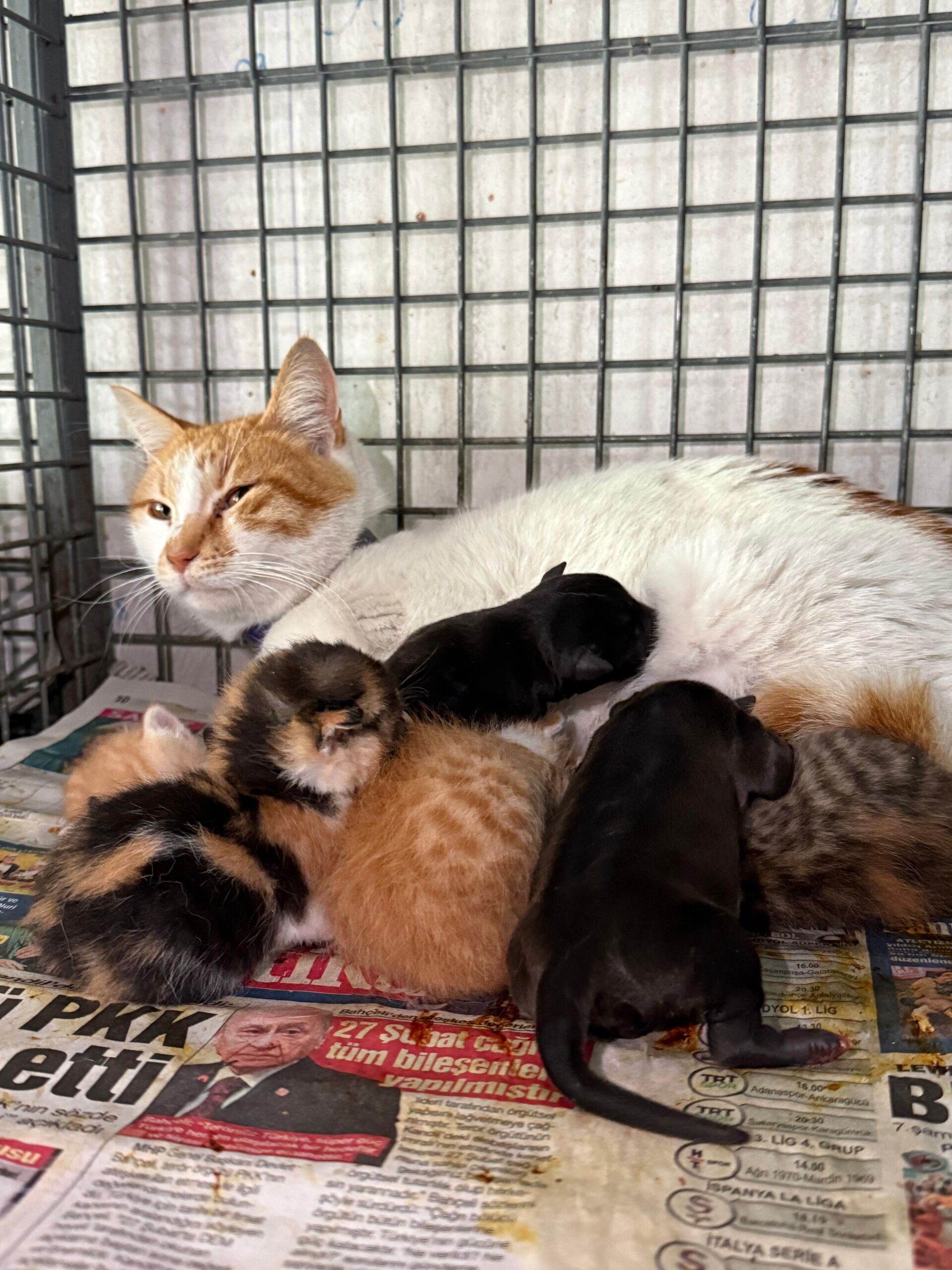 Kediden hayat dersi: Annesi ölen yavru köpeklere annelik yapıyor