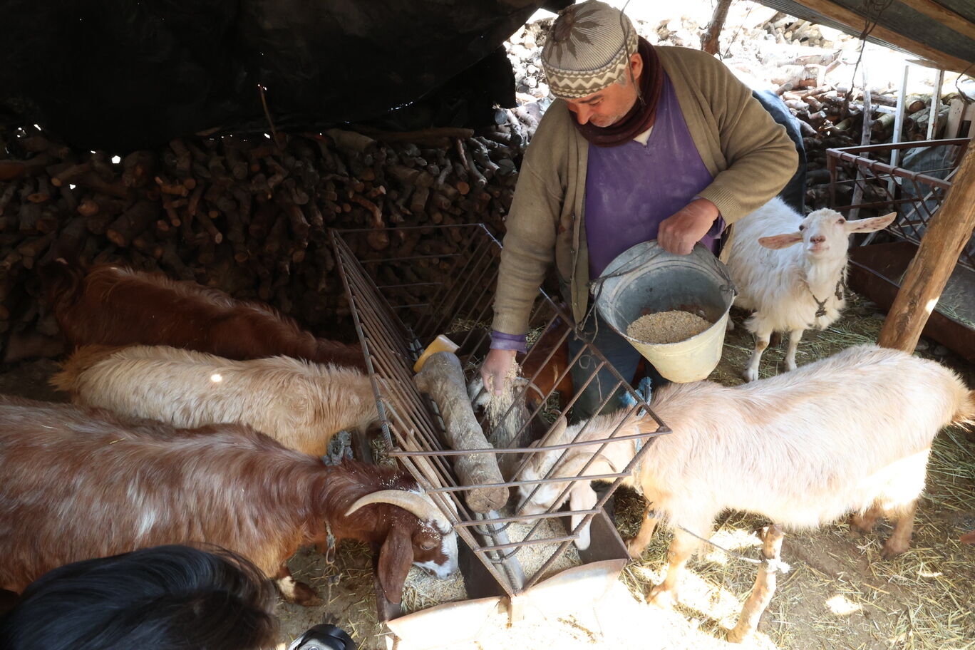 Korkuteli’nde Çiftçilere Büyükşehir Desteği Yem Maliyeti Düşüyor (3)