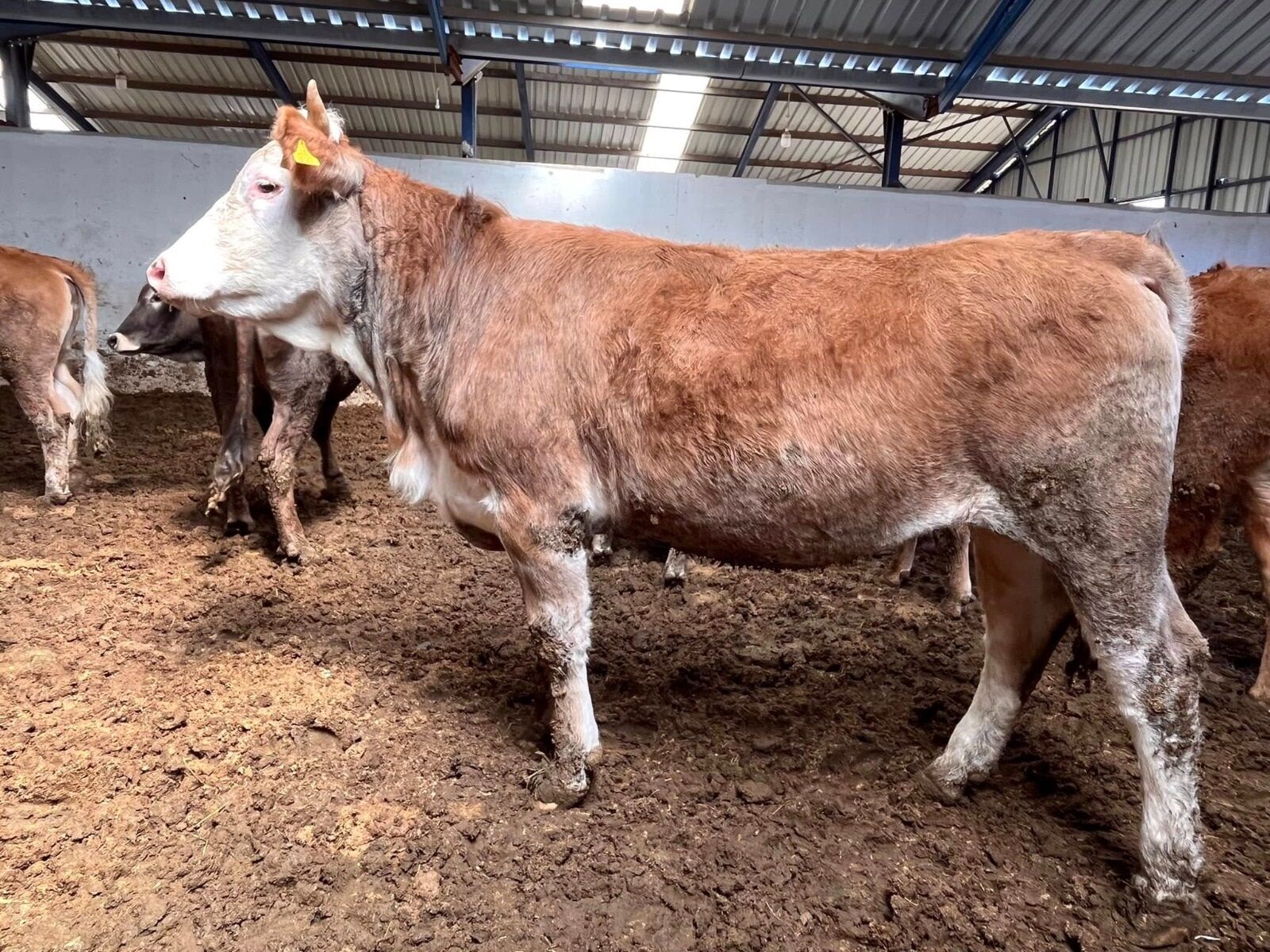 Kurban Fiyatı Şimdiden Düşündürüyor! Fiyat Artışı 2 Katından Fazla Olabilir (2)