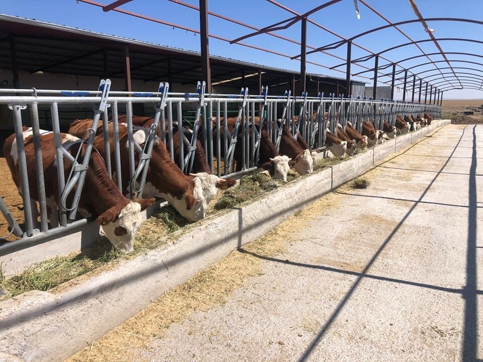 Kurban Fiyatı Şimdiden Düşündürüyor! Fiyat Artışı 2 Katından Fazla Olabilir (4)