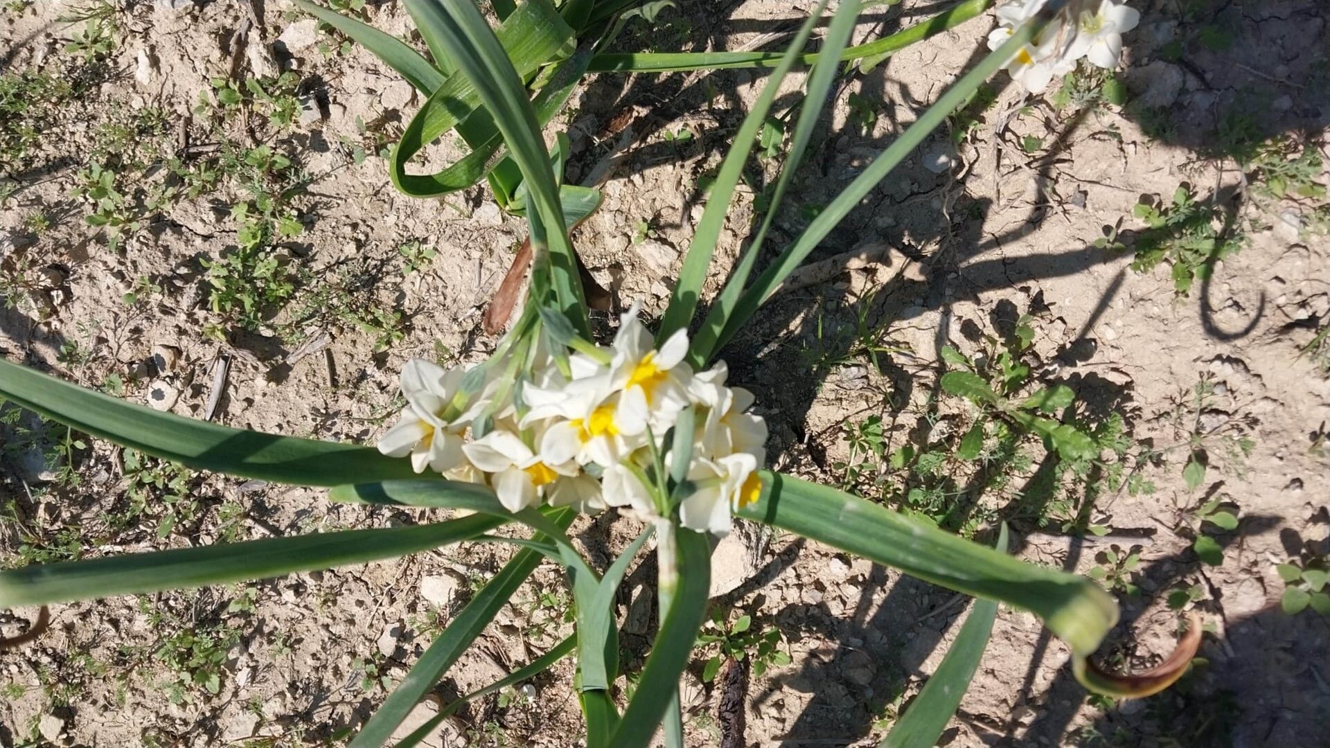 Mersin’de Baharı Yaşatan Nergis Çiçekleri Gelir Kaynağı Oldu (2) (Large)