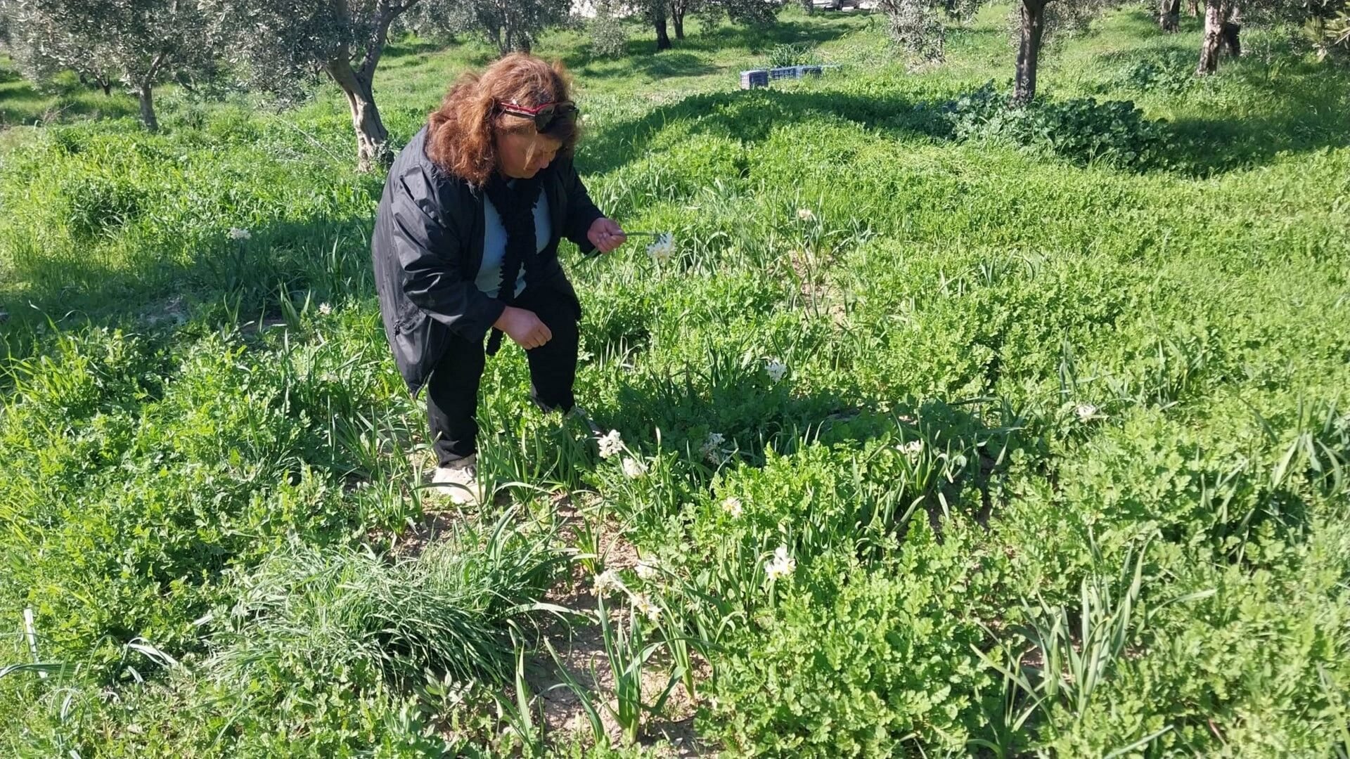 Mersin’de Baharı Yaşatan Nergis Çiçekleri Gelir Kaynağı Oldu (3) (Large)