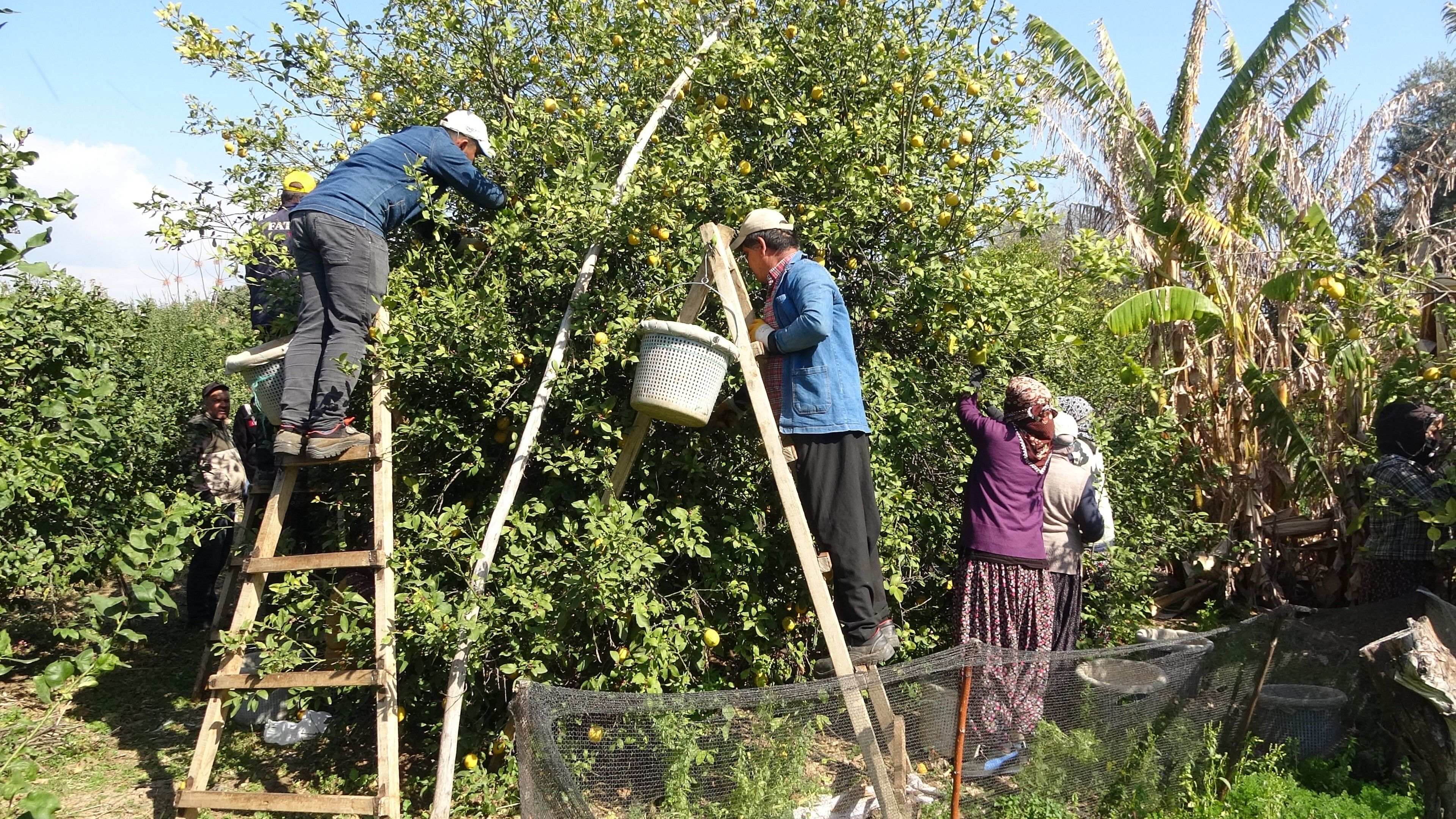 Mersin’de Limon Hasında Kadınların Yoğun Mesaisi (4)