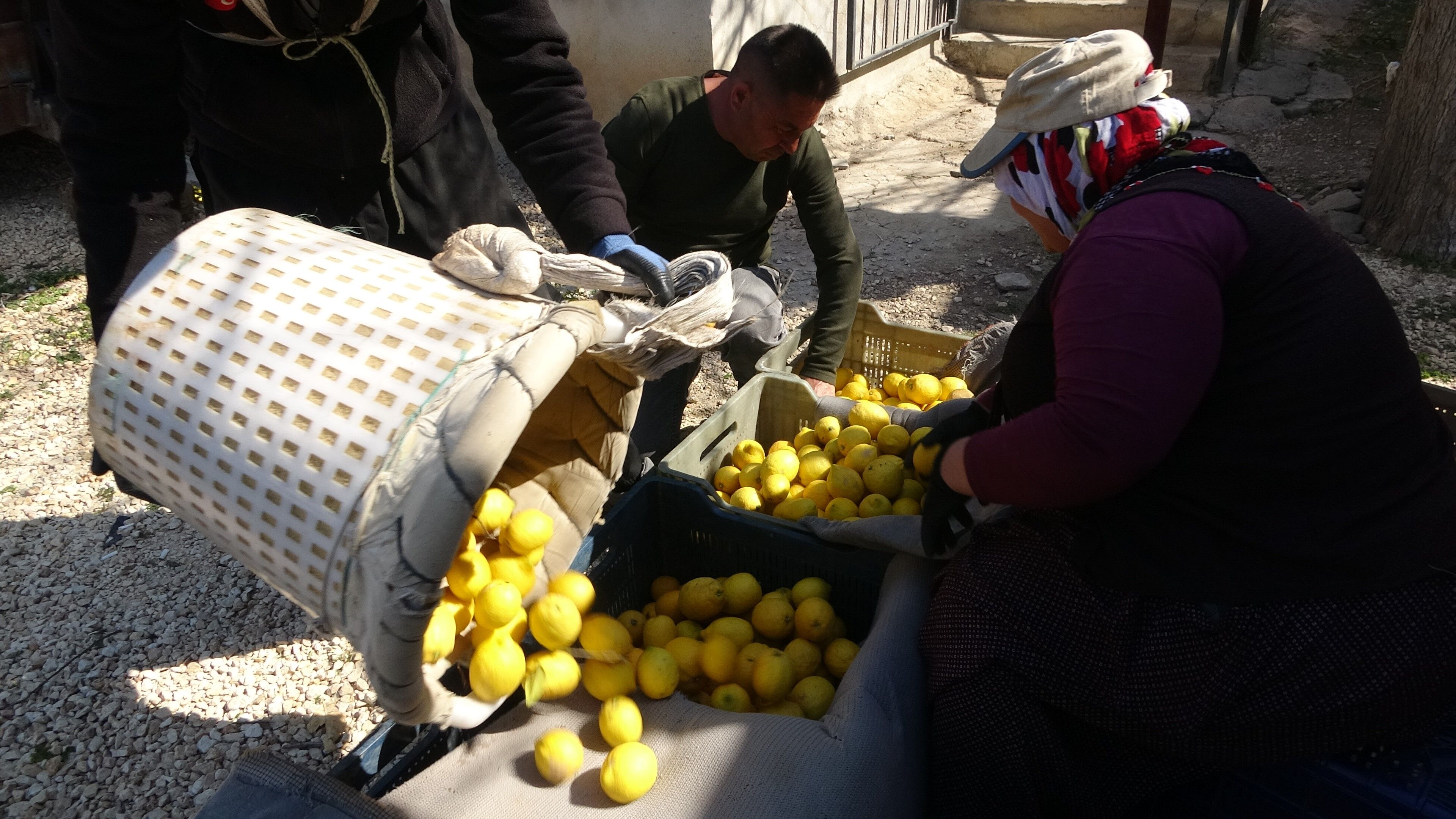 Mersin’de Limon Hasında Kadınların Yoğun Mesaisi (5)