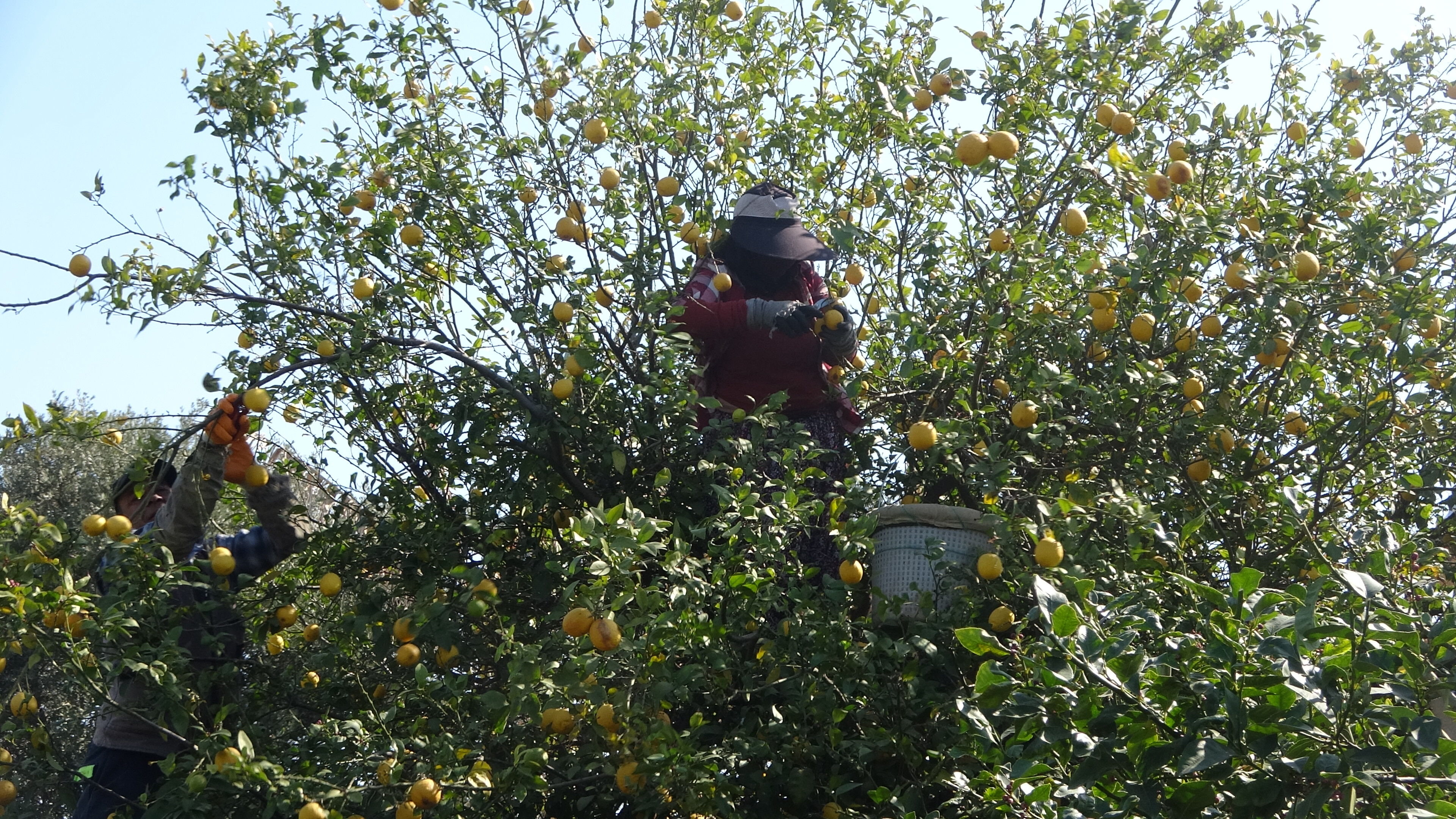 Mersin’de Limon Hasında Kadınların Yoğun Mesaisi (6)