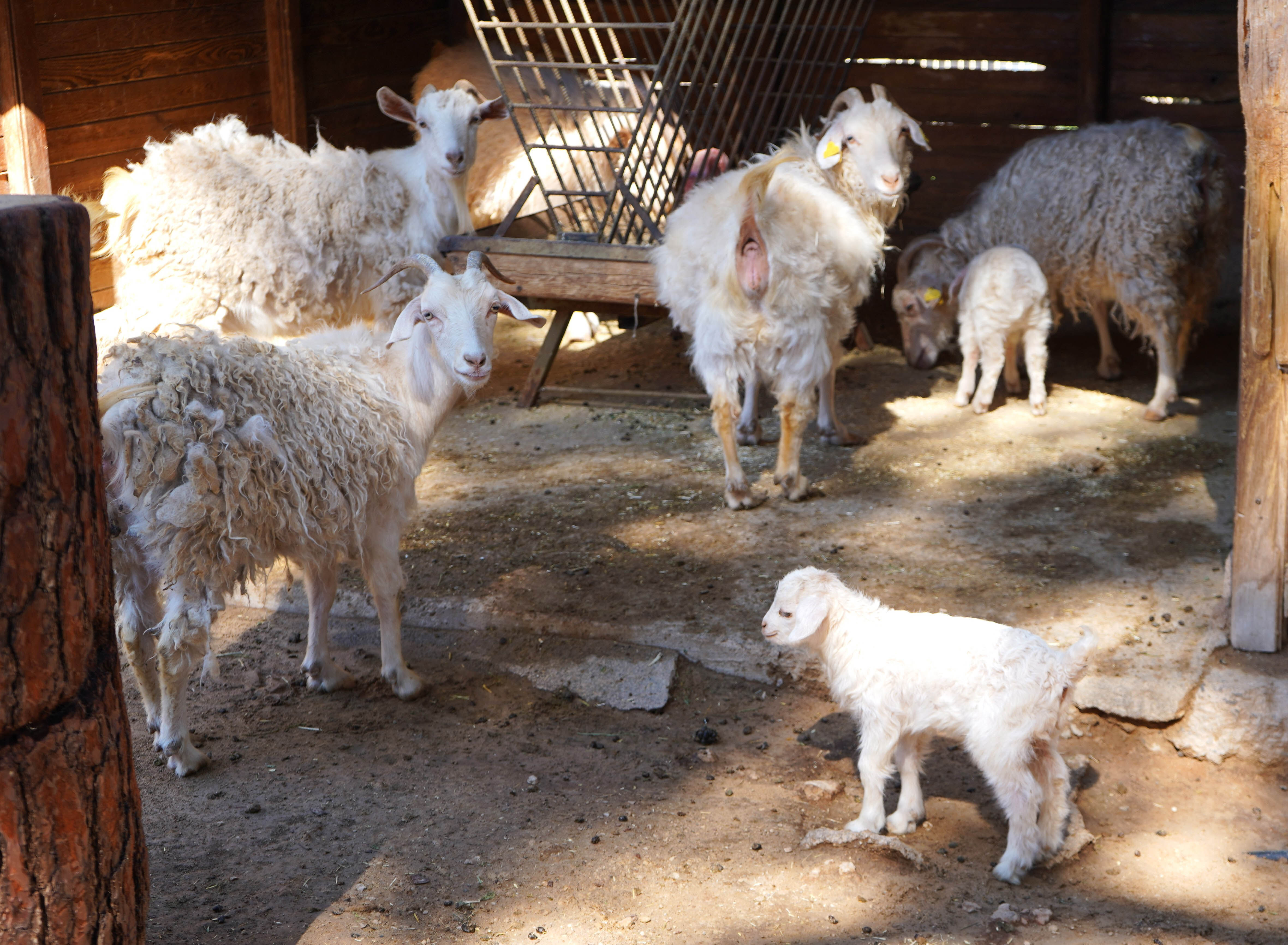 Mini Hayvanat Bahçesinde Yavru Sevinci (4)