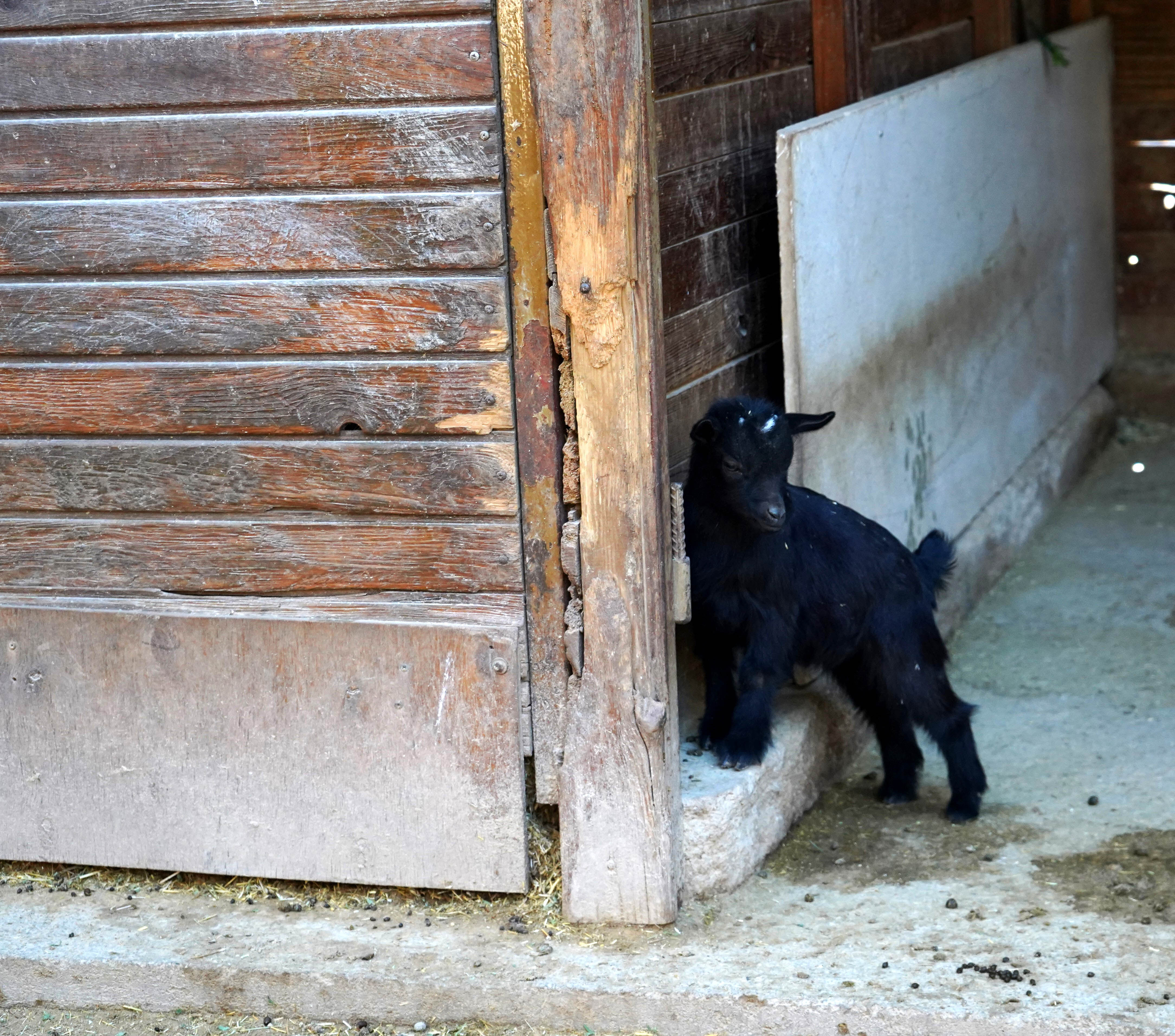 Mini Hayvanat Bahçesinde Yavru Sevinci (5)