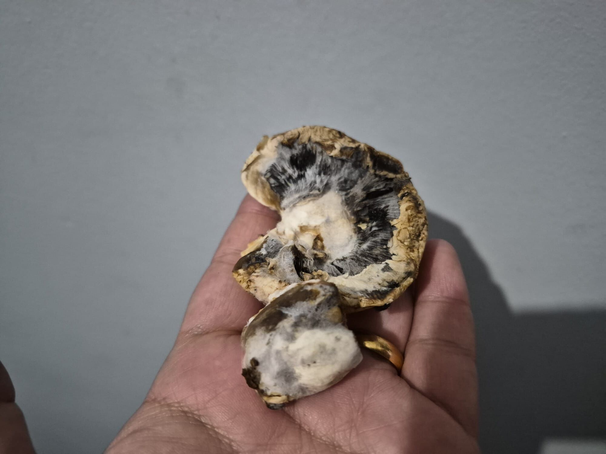 Paketli Üründen Skandal Mantar Küflü Çıktı (2)