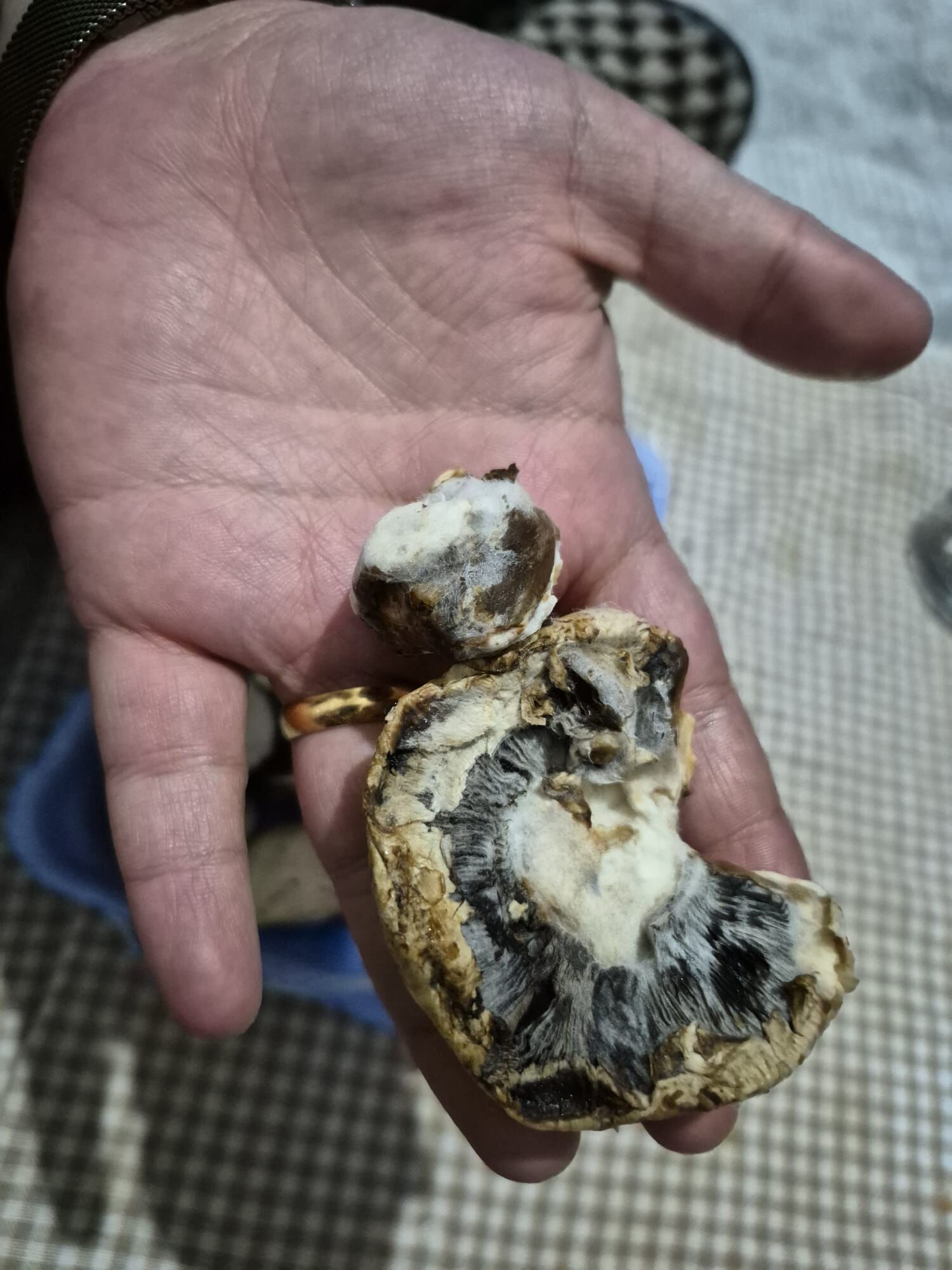 Paketli Üründen Skandal Mantar Küflü Çıktı (9)