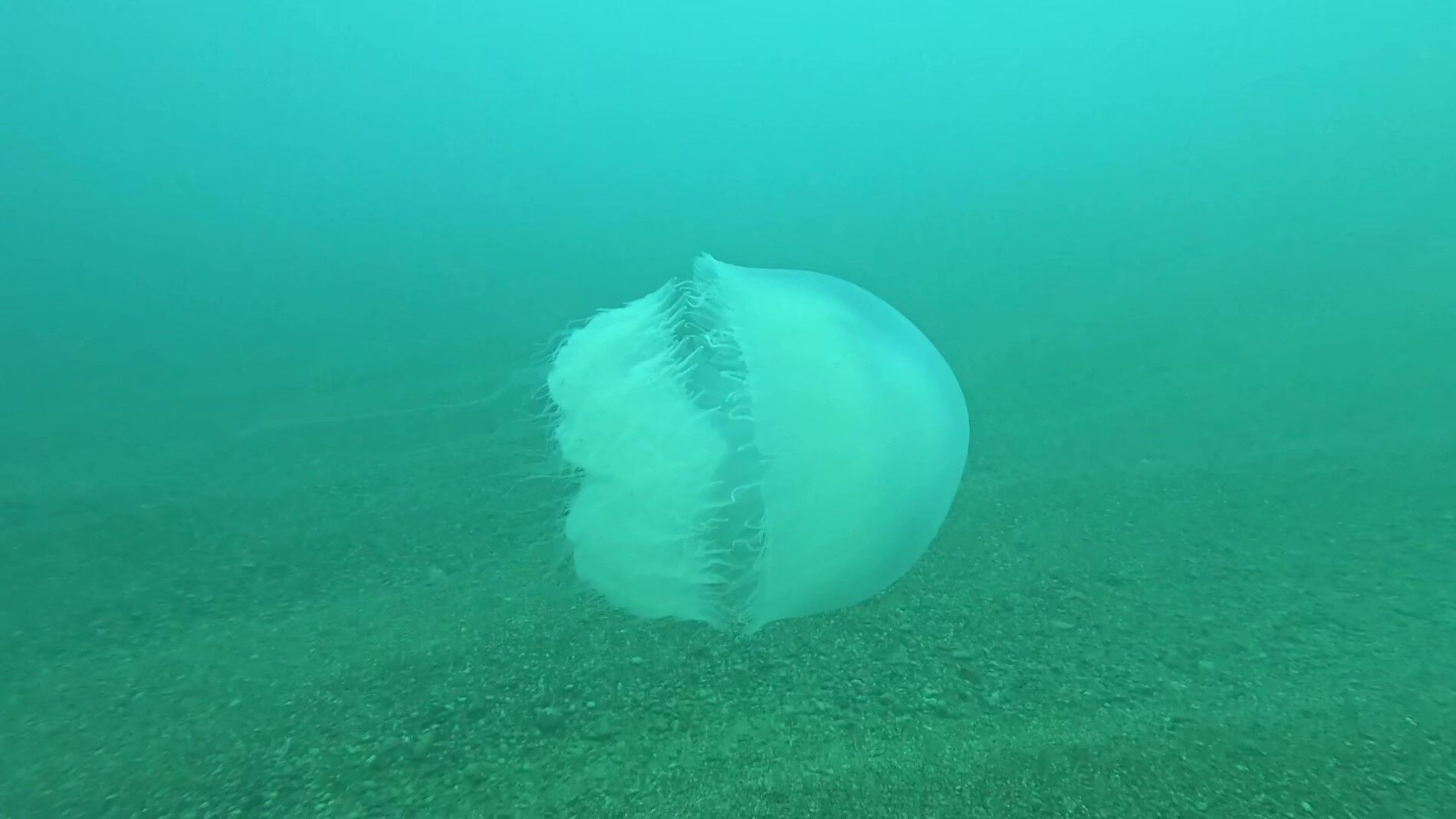 Poyraz, Akdeniz'deki En Büyük Denizanası Türünü Antalya Körfezi'ne Soktu (1)