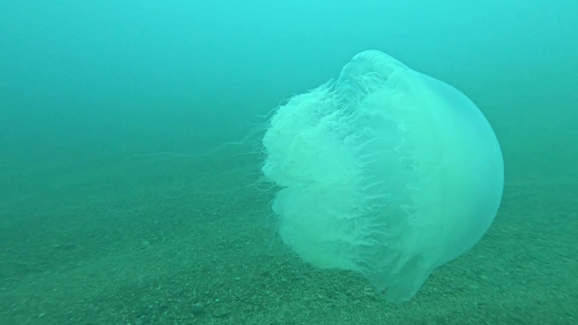 Poyraz, Akdeniz'deki En Büyük Denizanası Türünü Antalya Körfezi'ne Soktu (2)