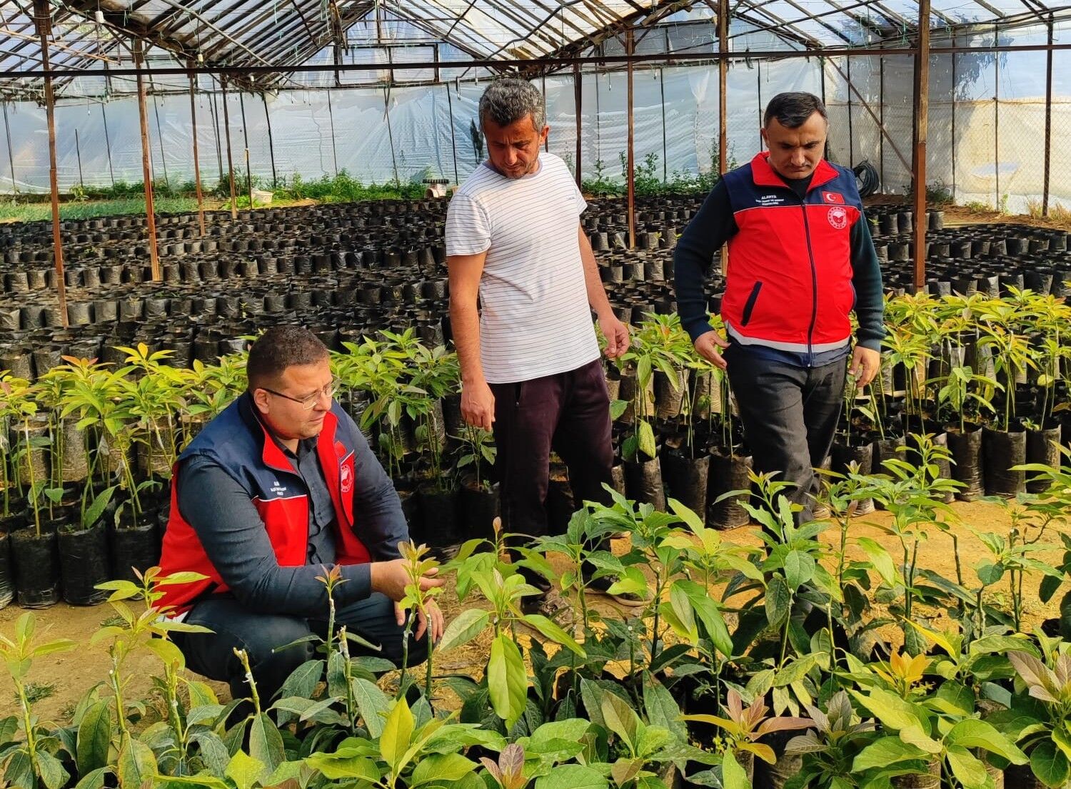 Tarim Bakanligi Bocek Tavsiye